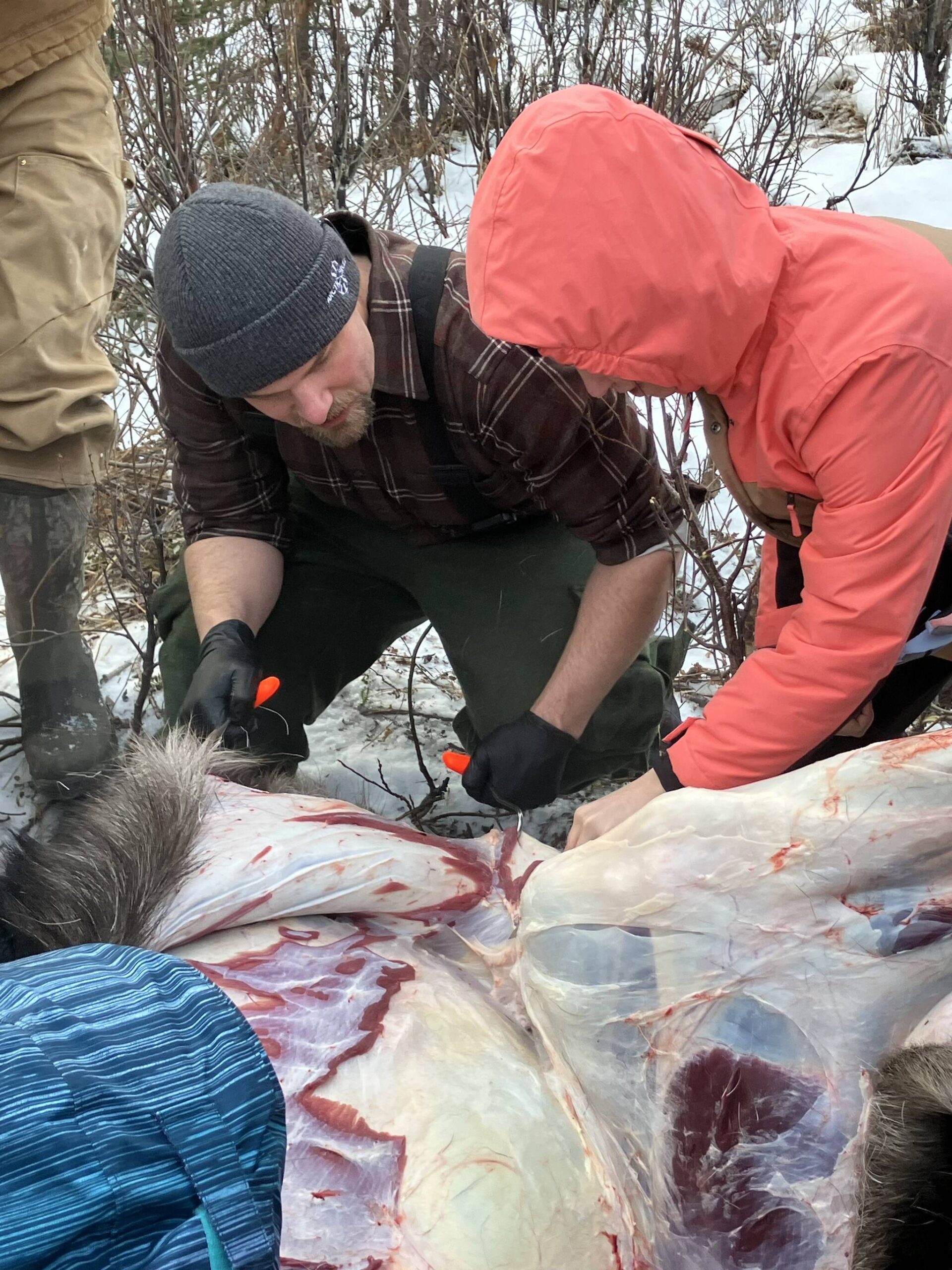 Jesse Bjorkman guides students in skinning a moose on an educational moose hunt in Nikiski, Alaska, on Saturday, Dec. 2, 2023. (Photo provided by Jesse Bjorkman)