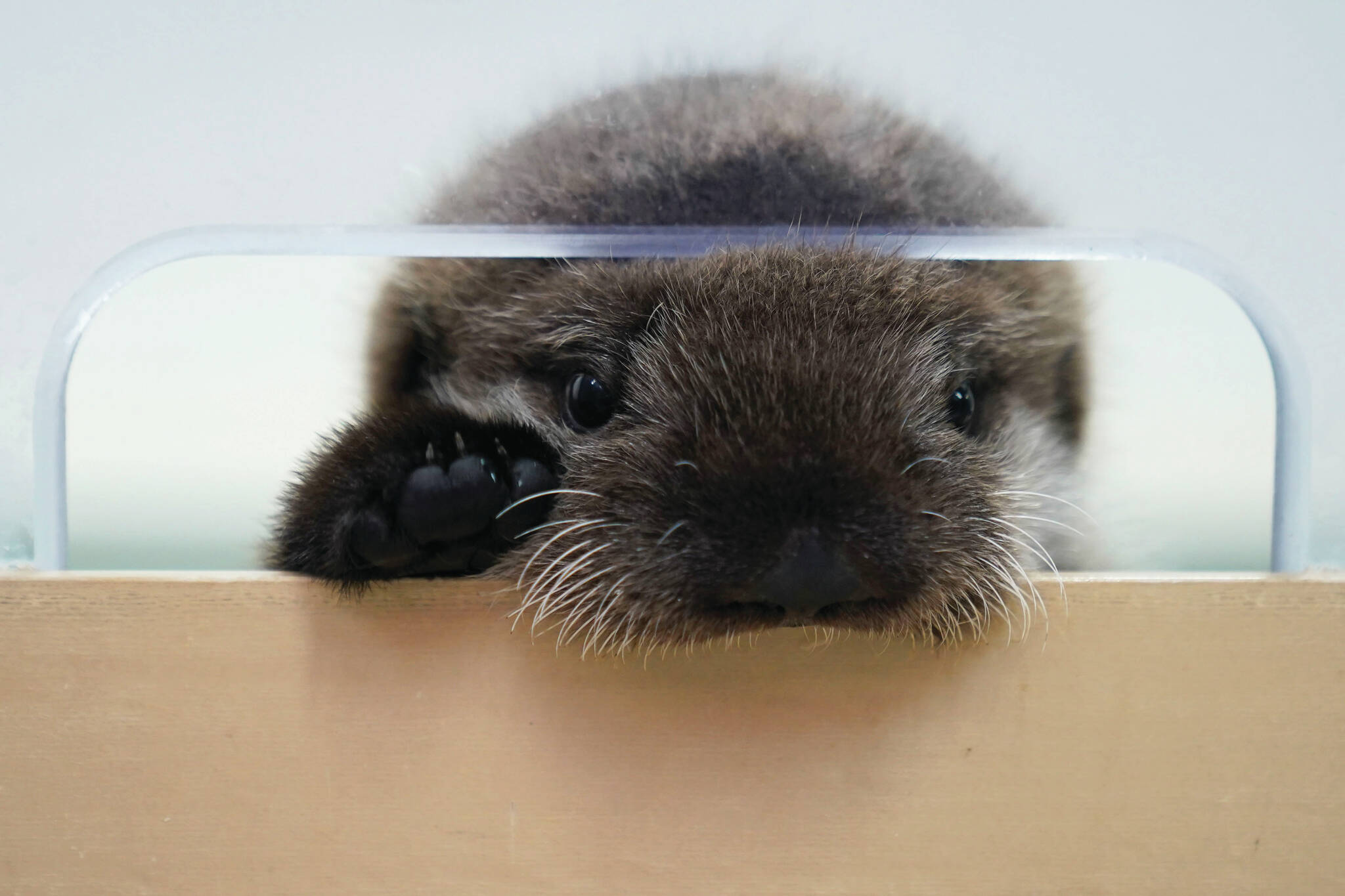 An 8-week-old sea otter rescued from Seldovia, Alaska, peaks out of his enclosure at Shedd Aquarium Wednesday, Dec. 6, 2023, in Chicago. The otter was found alone and malnourished and was taken to the Alaska SeaLife Center in Seward, Alaska, which contacted Shedd, and the Chicago aquarium was able to take the otter in. He will remain quarantined for a few months while he learns to groom and eat solid foods before being introduced to Shedd’s five other sea otters. (AP Photo/Erin Hooley)