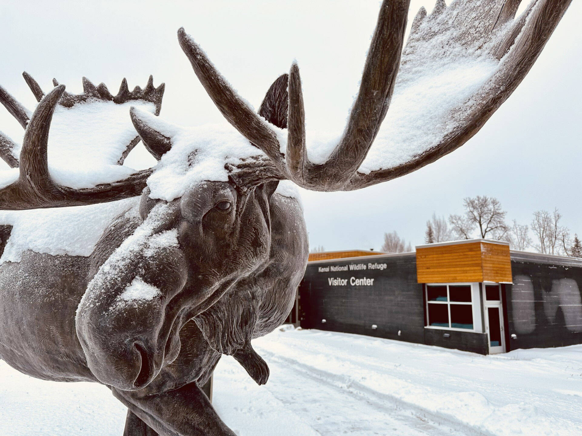 The bronze statue depicting a “giant Kenai Moose” of the early “19s” stands to welcome present-day guests to the Kenai National Wildlife Refuge Visitor Center in Soldotna, Alaska. (Photo by USFWS)