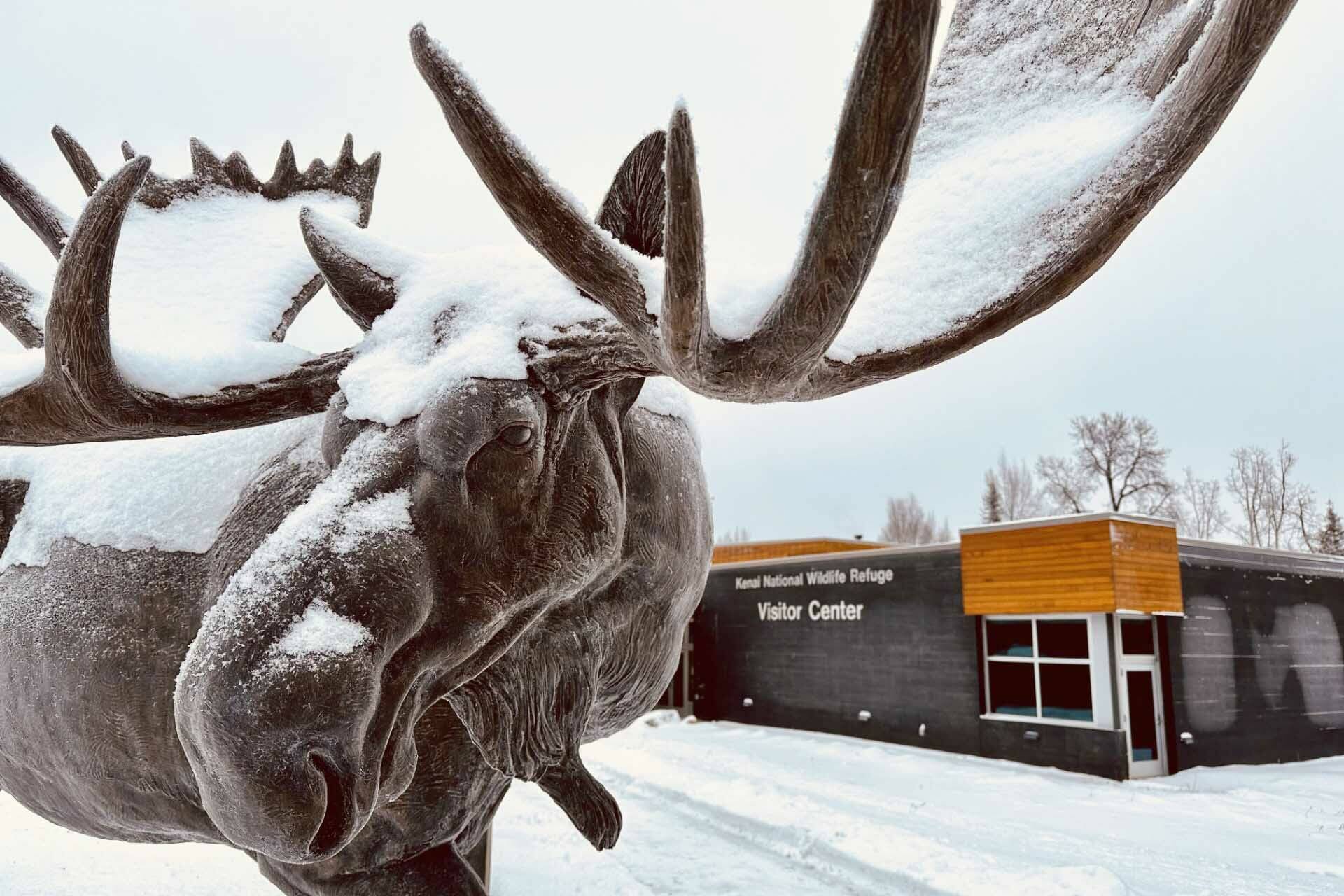 The bronze statue depicting a "giant Kenai Moose" of the early "19s" stands to welcome present-day guests to the Kenai National Wildlife Refuge Visitor Center in Soldotna, Alaska. (Photo by USFWS)