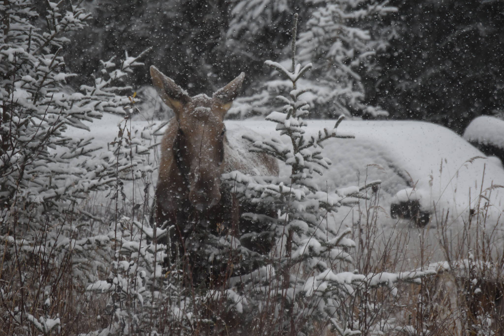 A moose is seen on Murwood Avenue in Soldotna Alaska on Tuesday, Oct 25, 2022. (Jake Dye/Peninsula Clarion)