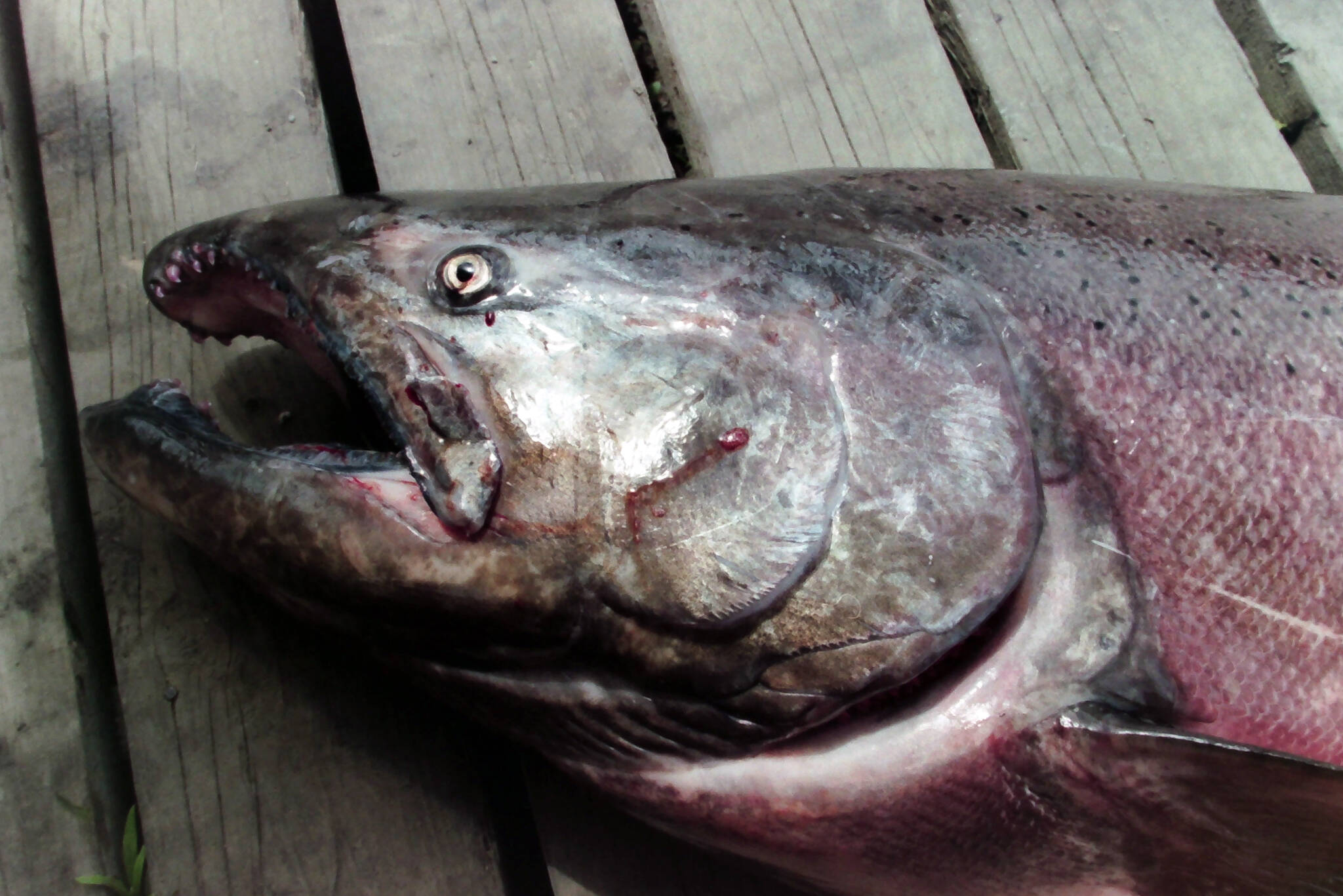 An 86 pound Kenai River king salmon is measured in Soldotna, Alaska, on June 29, 1995. (M. Scott Moon/Peninsula Clarion File)