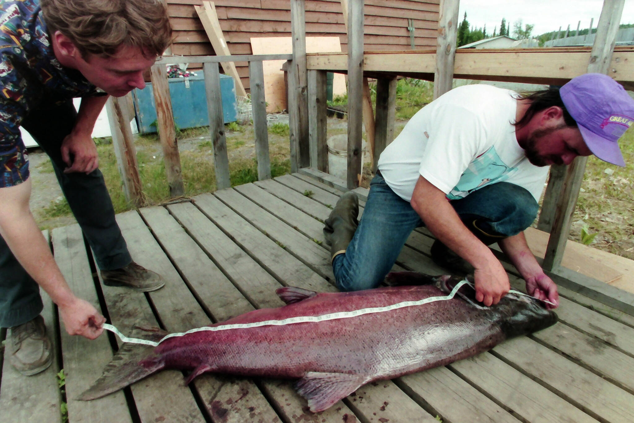 An 86 pound Kenai River king salmon is measured by fishing guide Jeff Moore in Soldotna, Alaska, on June 29, 1995. (M. Scott Moon/Peninsula Clarion File)