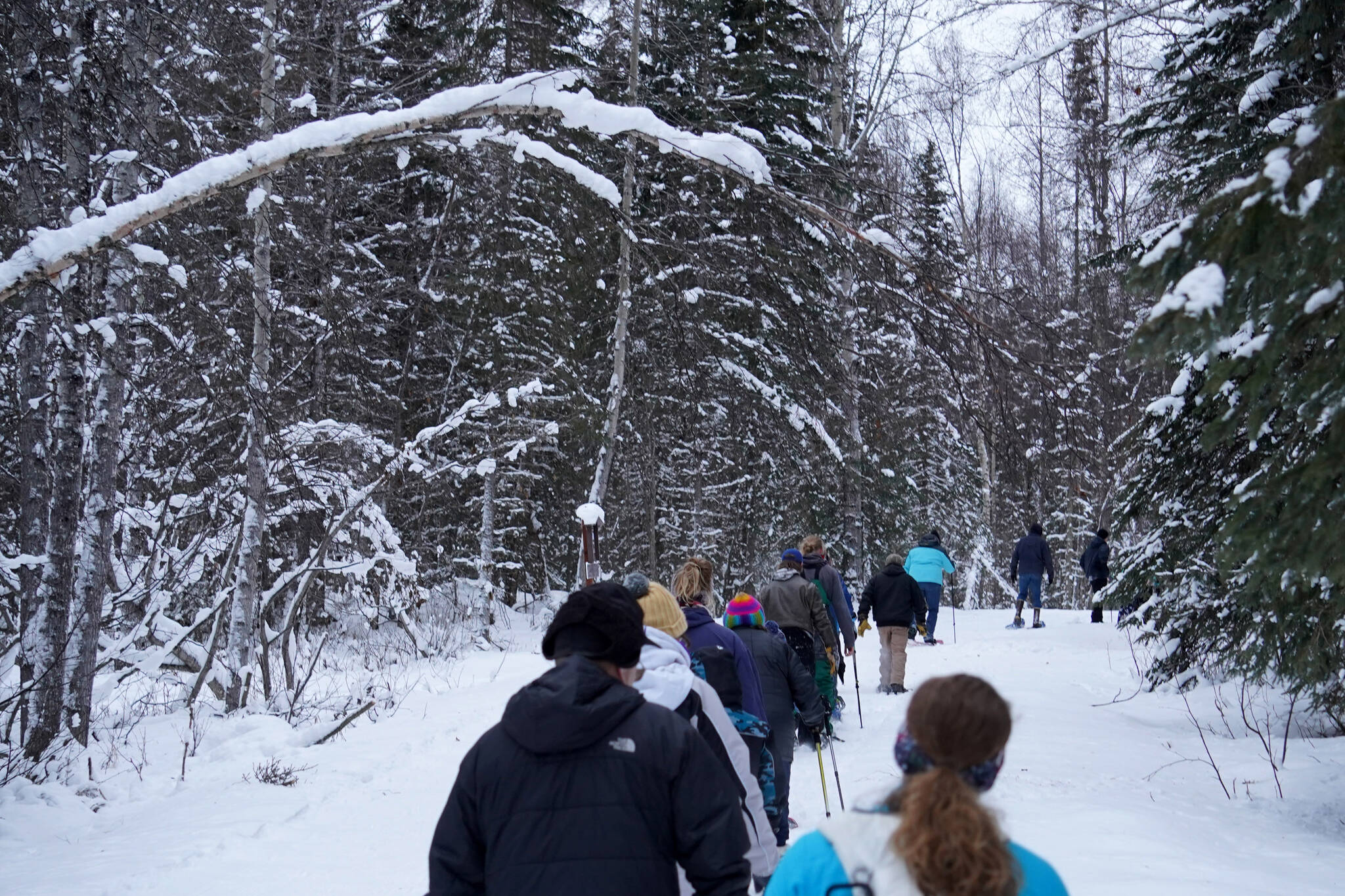 A procession of snowshoers moves down a trail in the Kenai National Wildlife Refuge near Soldotna, Alaska, on Saturday, Jan. 6, 2024. (Jake Dye/Peninsula Clarion)