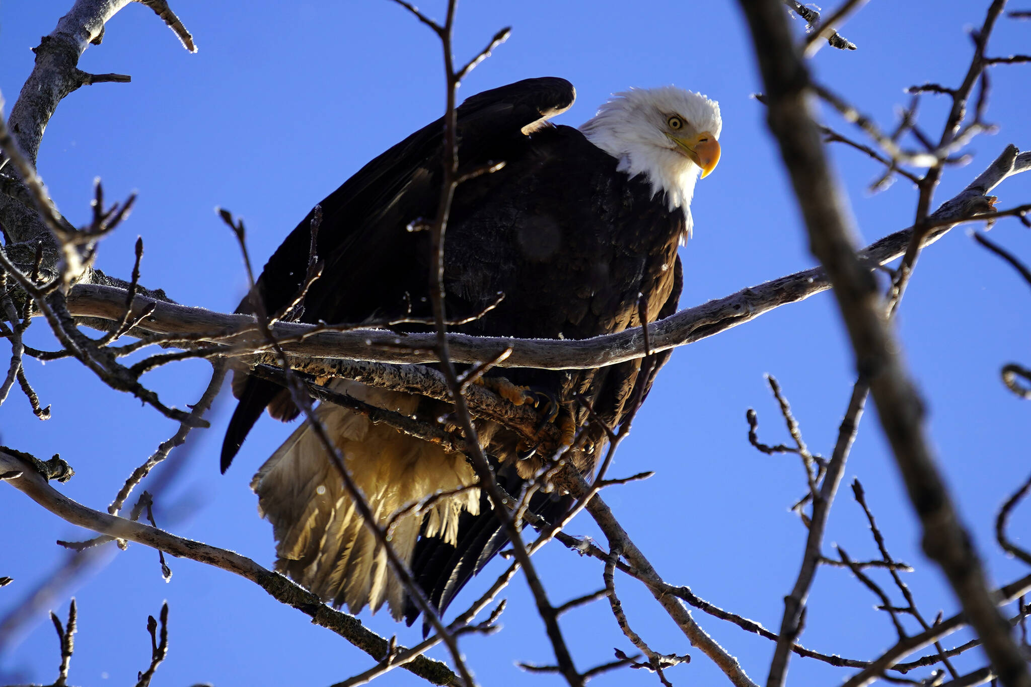 An eagle prepares to take off from a branch rimed with frost at the Kenai Bluff Overlook in Kenai, Alaska, on Thursday, Jan. 25, 2024. (Jake Dye/Peninsula Clarion)