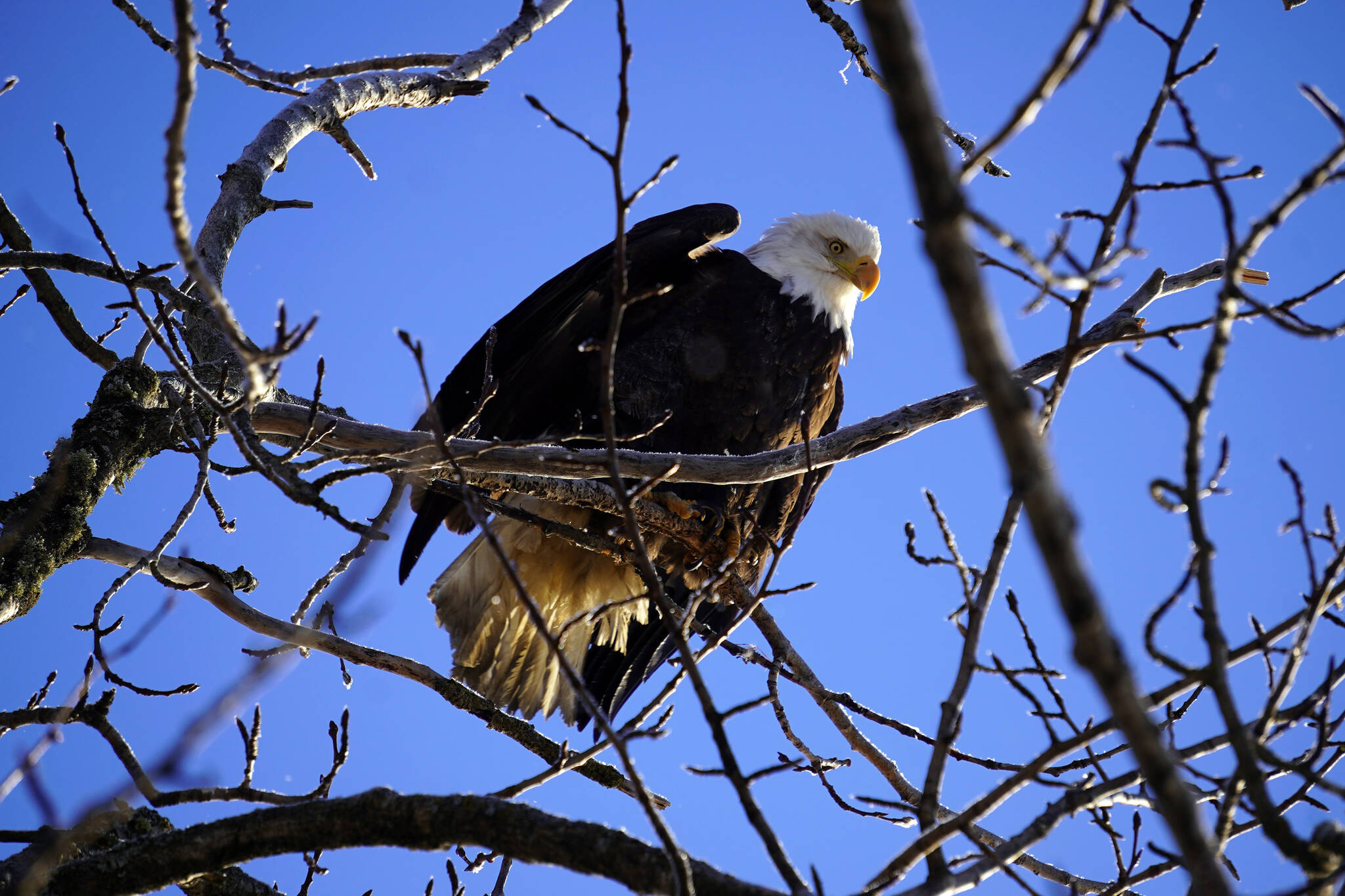 An eagle prepares to take off from a branch rimed with frost at the Kenai Bluff Overlook in Kenai, Alaska, on Thursday, Jan. 25, 2024. (Jake Dye/Peninsula Clarion)