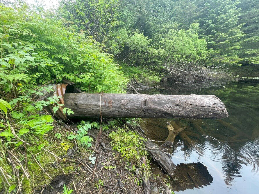 Example of a culvert blocked by natural materials on Port Graham Road. (Photo by Sarah Apsens/USFWS)