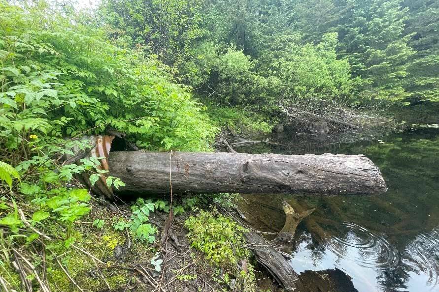 Example of a culvert blocked by natural materials on Port Graham Road. (Photo by Sarah Apsens/USFWS)