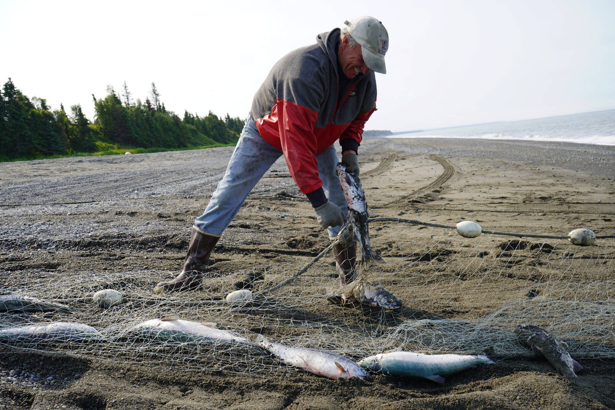 Gary Hollier pulls a sockeye salmon from a set gillnet at a test site for selective harvest setnet gear in Kenai, Alaska, on Tuesday, July 25, 2023. (Jake Dye/Peninsula Clarion)