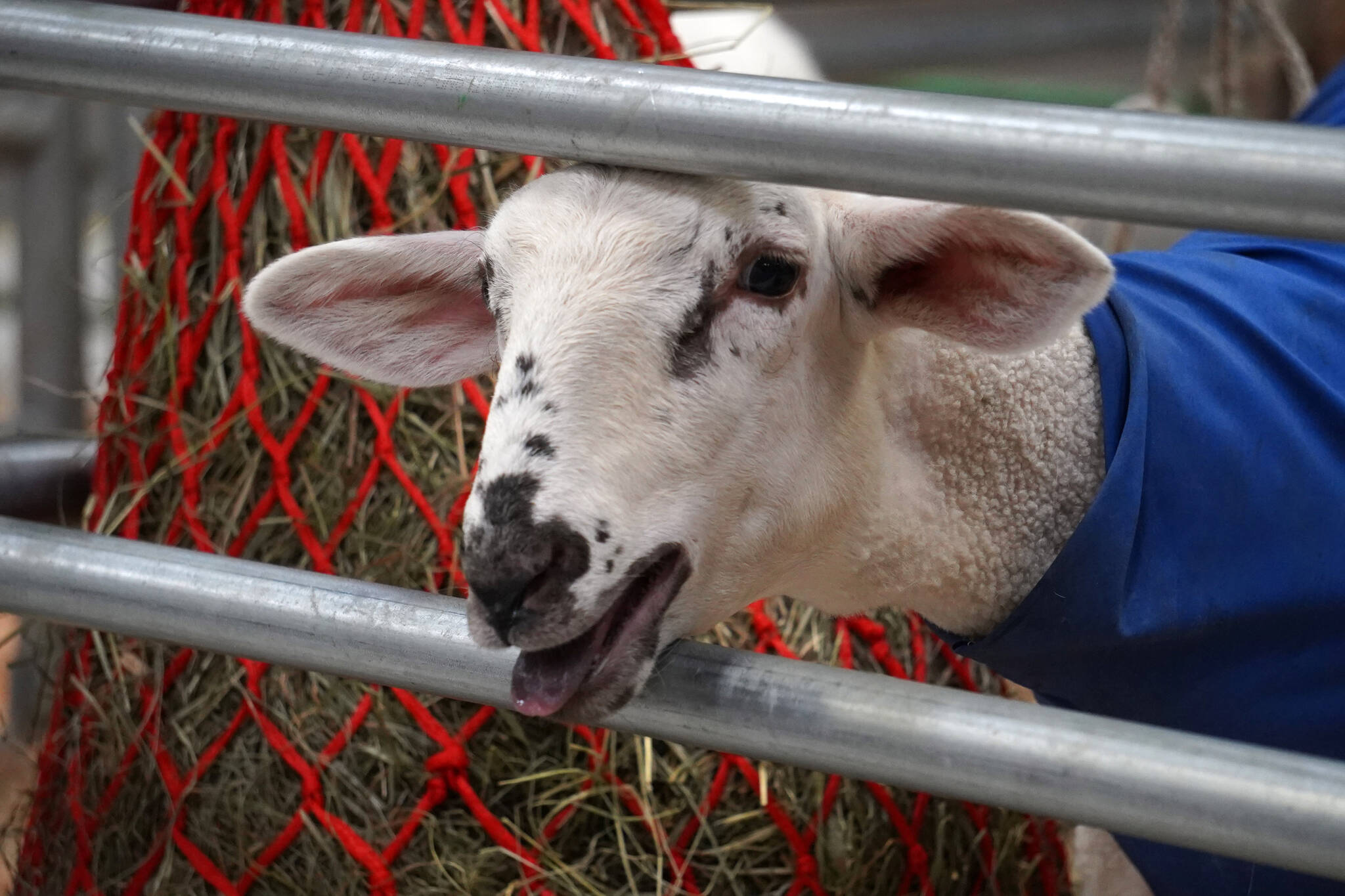 Diamond bleats at the Kenai Peninsula District 4-H Agriculture Expo on Friday, Aug. 4, 2023, at the Soldotna Regional Sports Complex in Soldotna, Alaska. (Jake Dye/Peninsula Clarion)