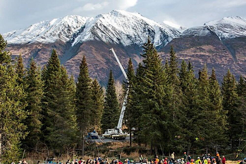 A towering Lutz spruce, center, in the Chugach National Forest is about to be hoisted by a crane Tuesday, Oct. 27, 2015, for transport to the West Lawn of Capitol Hill in Washington, D.C., to be the 2015 U.S. Capitol Christmas Tree. (Photo courtesy of the U.S. Forest Service)