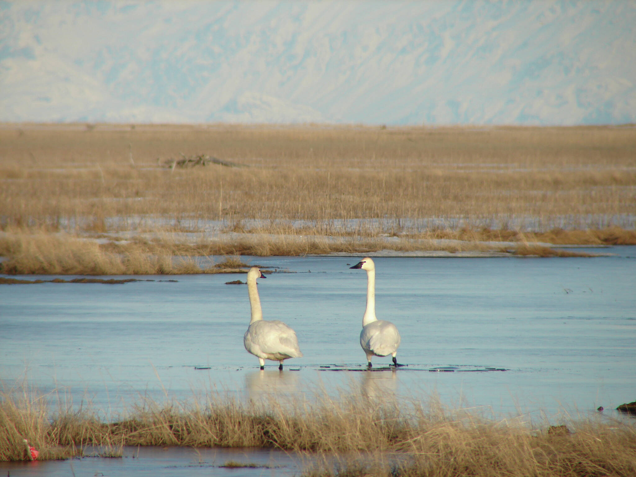 A pair of Trumpeter Swans break through the thin ice in search of emergent vegetation at the Kenai River Flats with Mt. Redoubt in the background. (Photo courtesy T. Eskelin/USFWS)