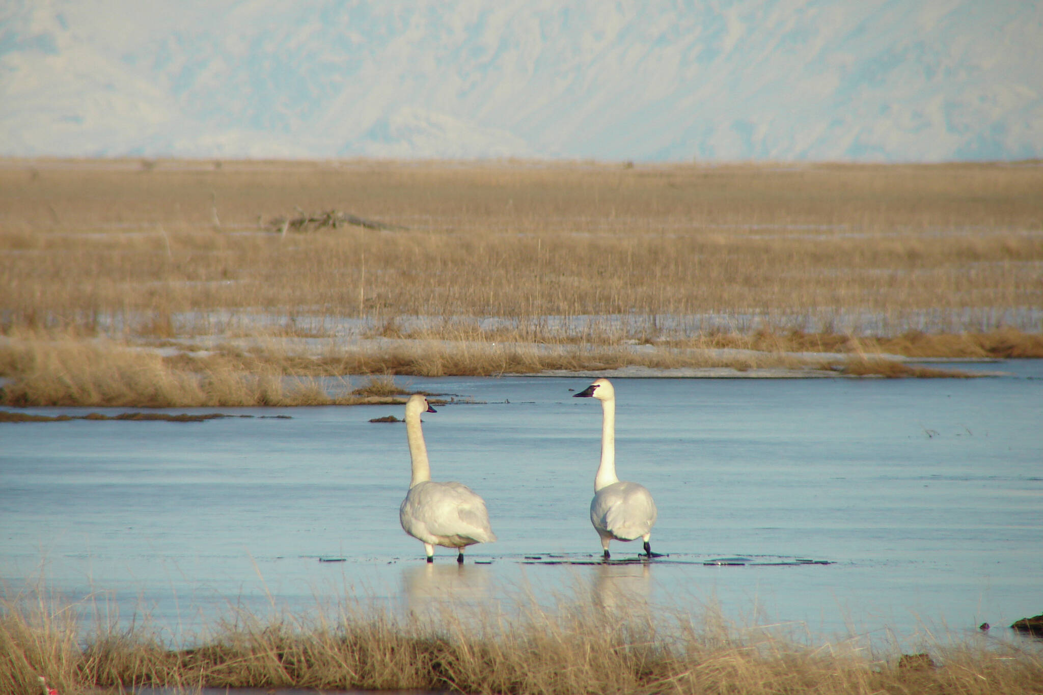 A pair of Trumpeter Swans break through the thin ice in search of emergent vegetation at the Kenai River Flats with Mt. Redoubt in the background. (Photo courtesy T. Eskelin/USFWS)