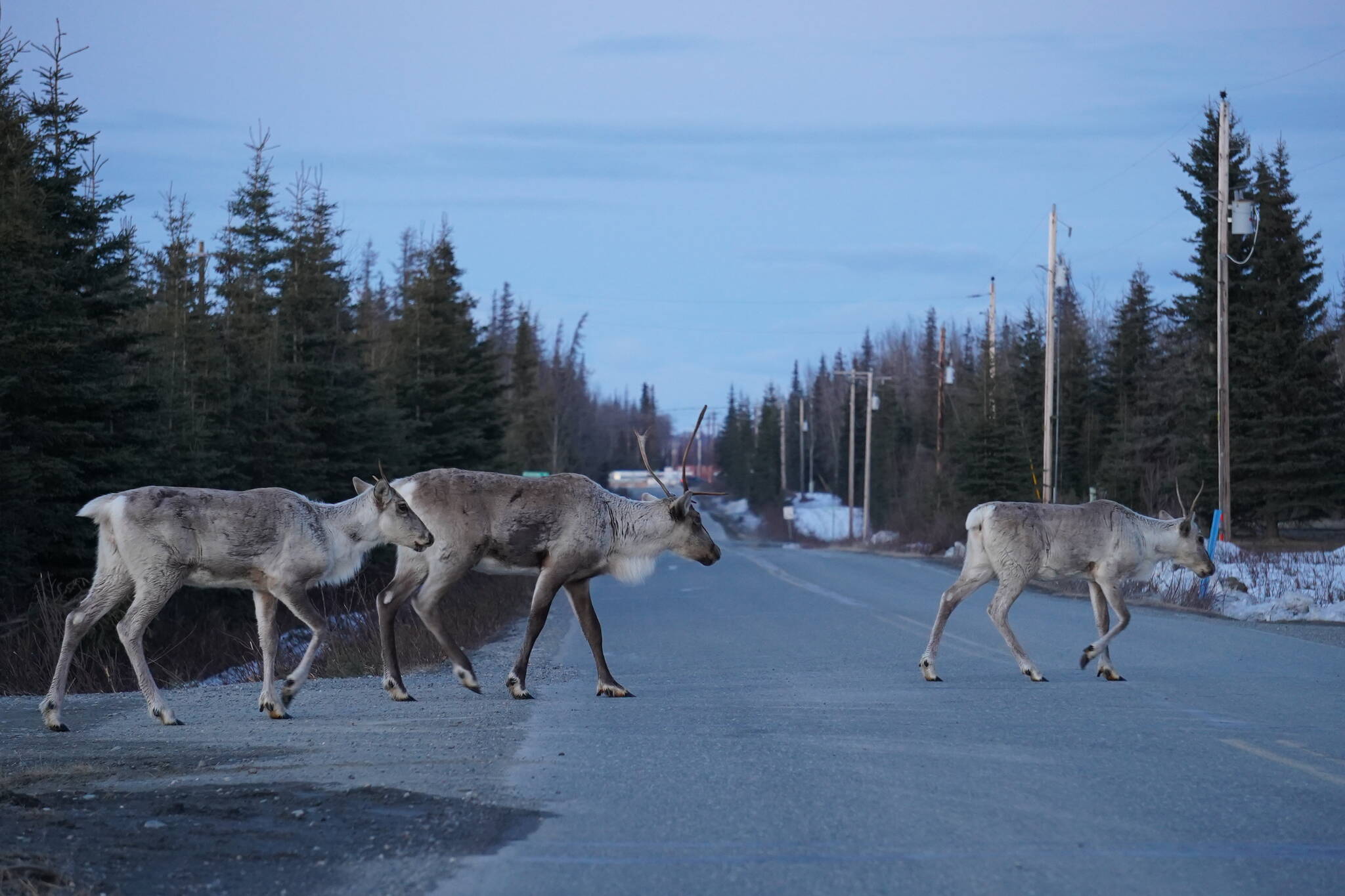 A group of caribou mosey across Murwood Avenue near Soldotna, Alaska, on Sunday, April 14, 2024. (Jake Dye/Peninsula Clarion)