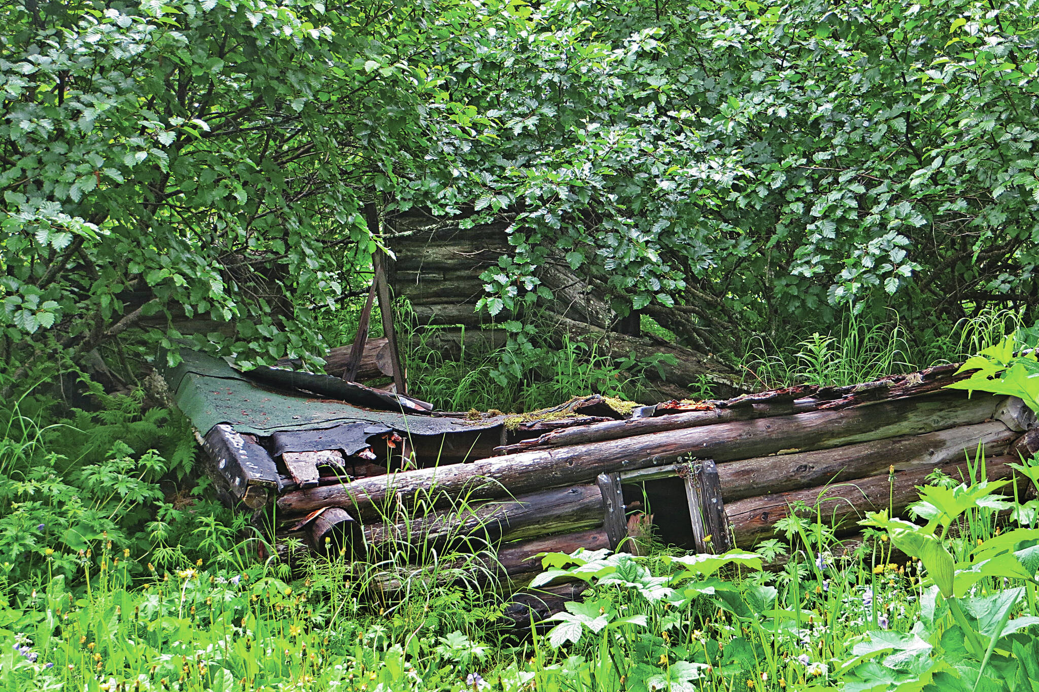 Photo by Clark Fair
In the summer of 2016, this was all that remained of Rex Hanks’s original homestead cabin, located just above the waterfall on Happy Creek.