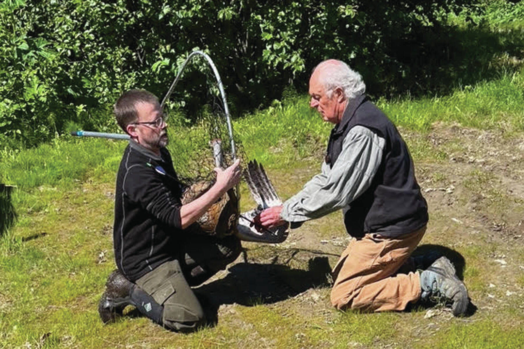 Jason Sodergren and retired veterinarian Ralph Broshes capture and attend to crane shot with an arrow, July 9, 2023, in Homer, Alaska. (Photo provided by Nina Faust)