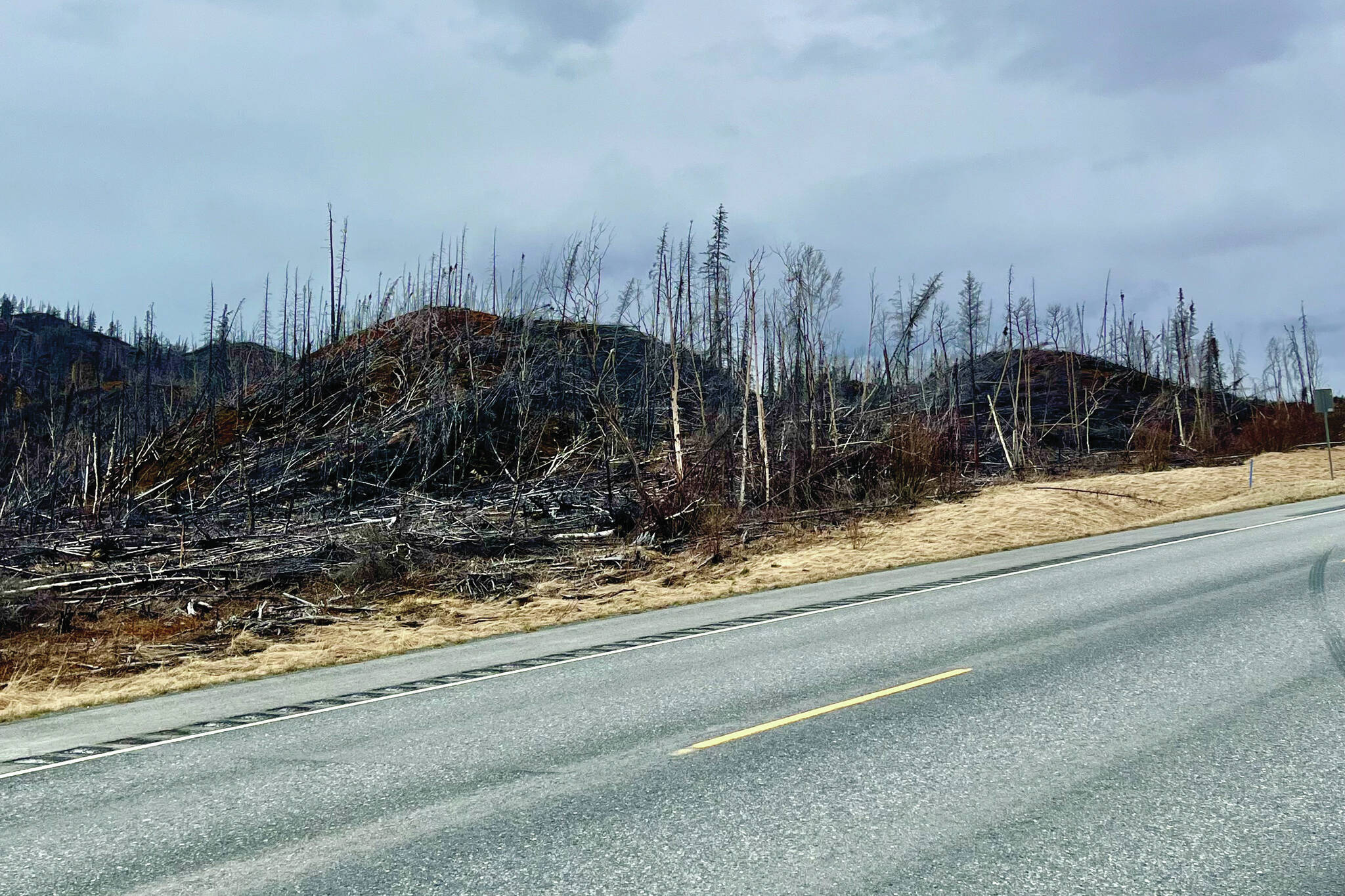 Trees burned in the 2019 Swan Lake Fire are pictured on the Sterling Highway, Kenai Peninsula, Alaska. (Photo by Meredith Harber/courtesy)