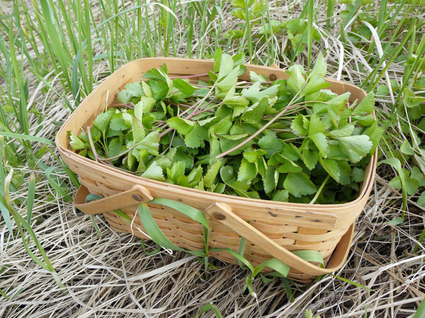 A basket of lovage leaves harvested at a Kenai Peninsula beach, June 9, 2023. (Photo by Matt Bowser/USFWS)