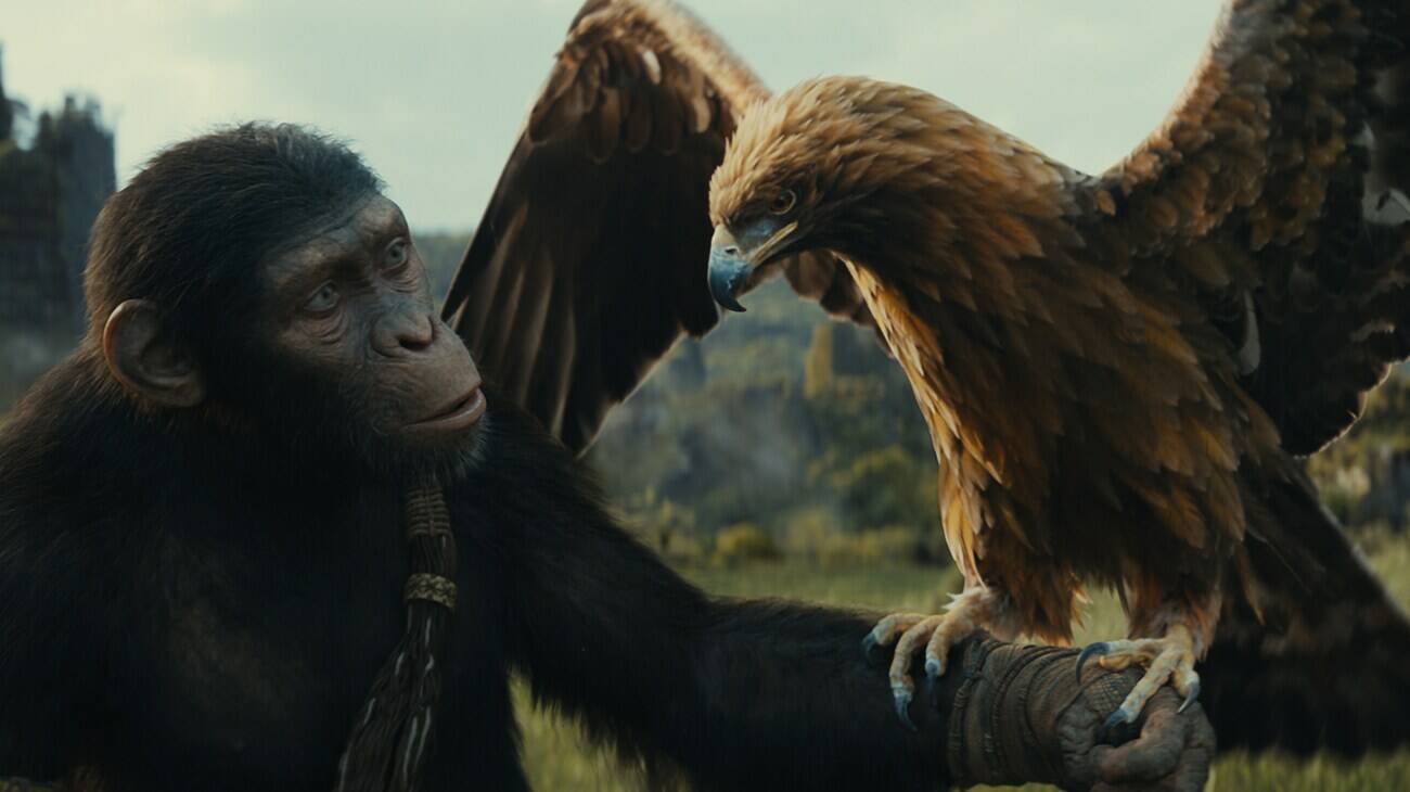Noa (voiced by Owen Teague) in 20th Century Studios’ “Kingdom of the Planet of the Apes.” (Photo courtesy of 20th Century Studios)