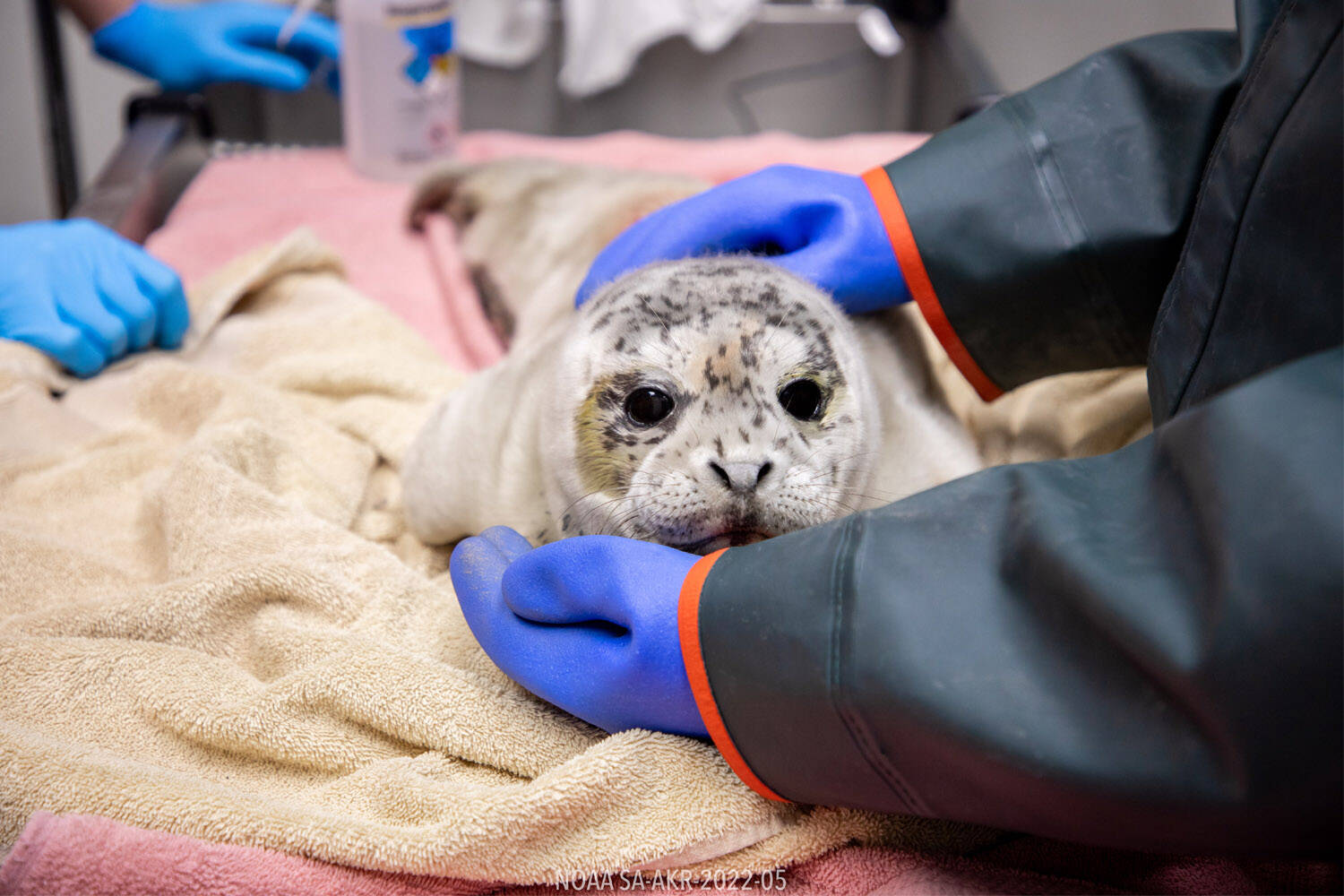 A seal pup rescued from near Kenai beach is treated by the Alaska SeaLife Center’s Wildlife Response Program on May 9, 2024. (Photo courtesy Kaiti Grant/Alaska SeaLife Center)
