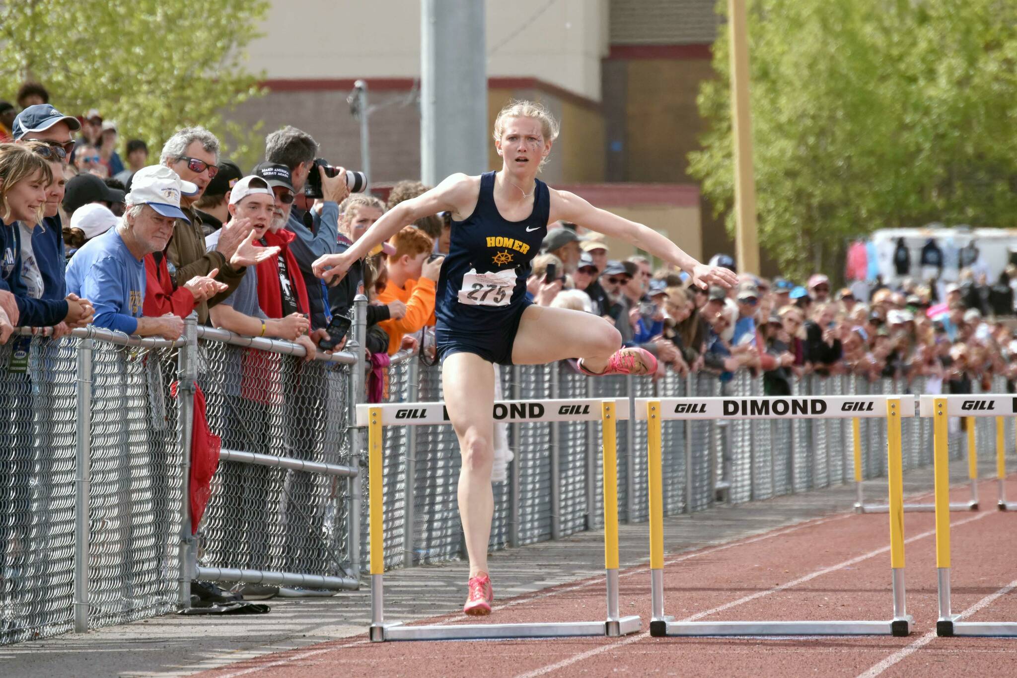 Homer's Gracie Miotke wins the 300-meter hurdles at the Division II state track and field meet Saturday, May 25, 2024, at Dimond High School in Anchorage, Alaska. (Photo by Jeff Helminiak/Peninsula Clarion)