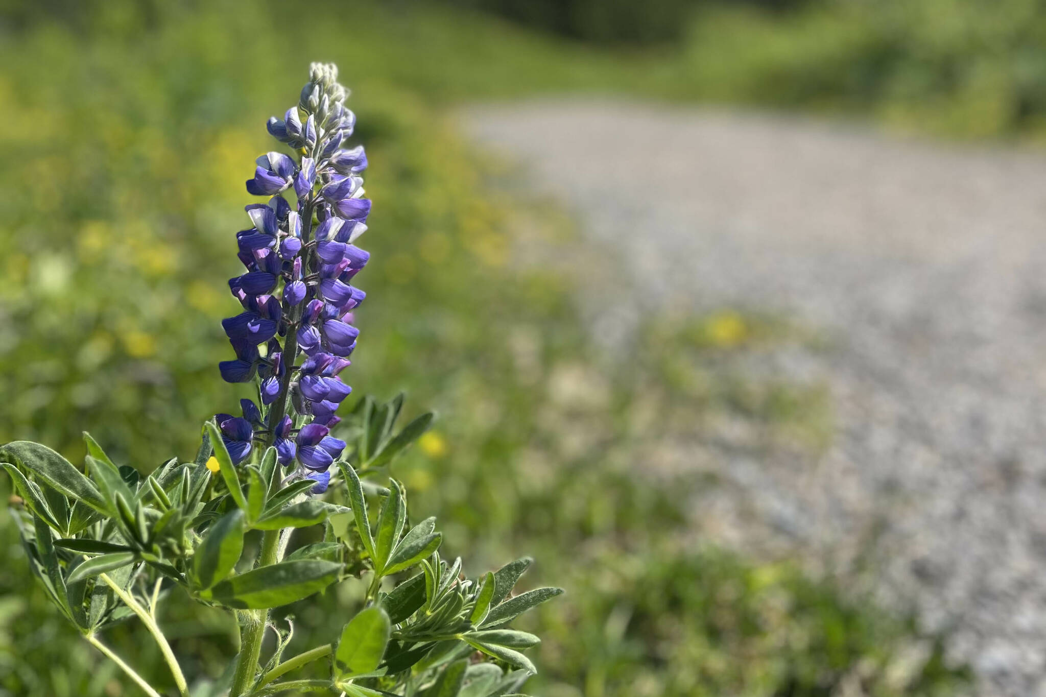 Lupine is photographed in July 2024 on the Kenai Peninsula, Alaska. (Photo courtesy Meredith Harber)
