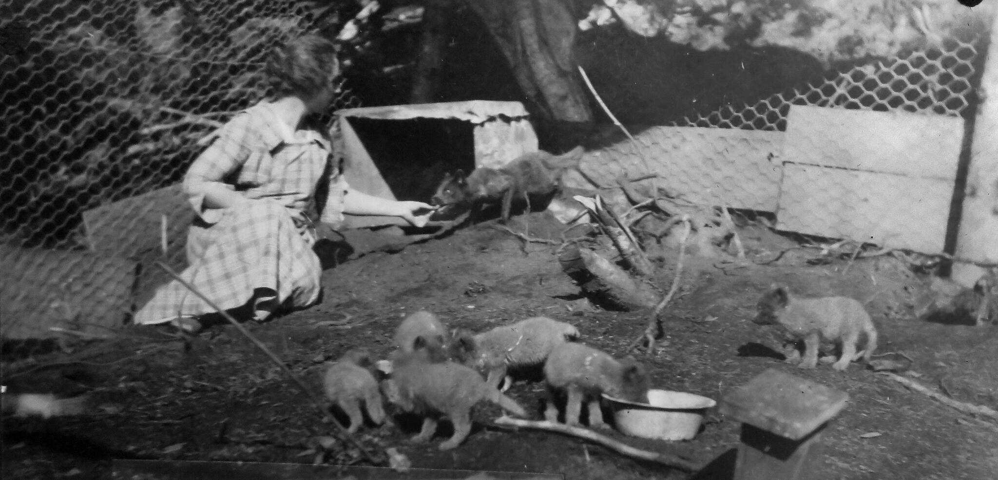 Photo courtesy of the Peggy Arness Collection
Nellie McCullagh feeds a pen-raised fox on her family’s farm in Kachemak Bay, in 1922.