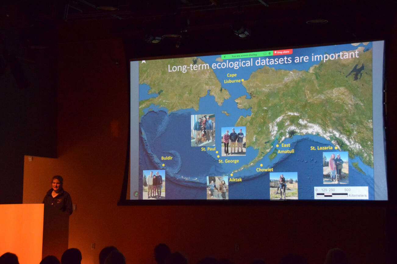 Biologist Heather Renner presents the results of her recently published study on the 2014-2016 common murre mass die-off on Feb. 18, 2025, at the Alaska Maritime National Wildlife Refuge in Homer, Alaska. Renner’s research showed that the actual number of dead murre was closer to 4 million birds, compared to earlier estimates of only 500,000 to 1 million. (Chloe Pleznac/Homer News)