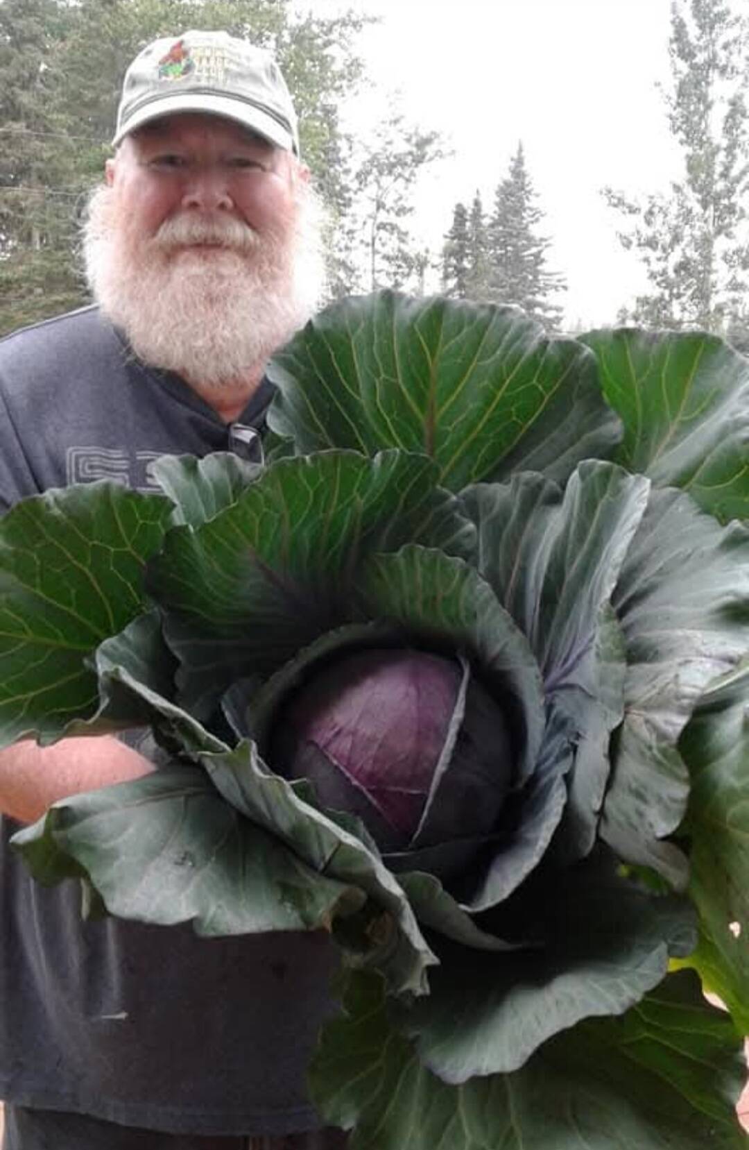 Larry Opperman, host of “Growing a Greener Kenai” radio show on local public radio station KDLL 91.9 FM, shows off a cabbage. (Photo provided)