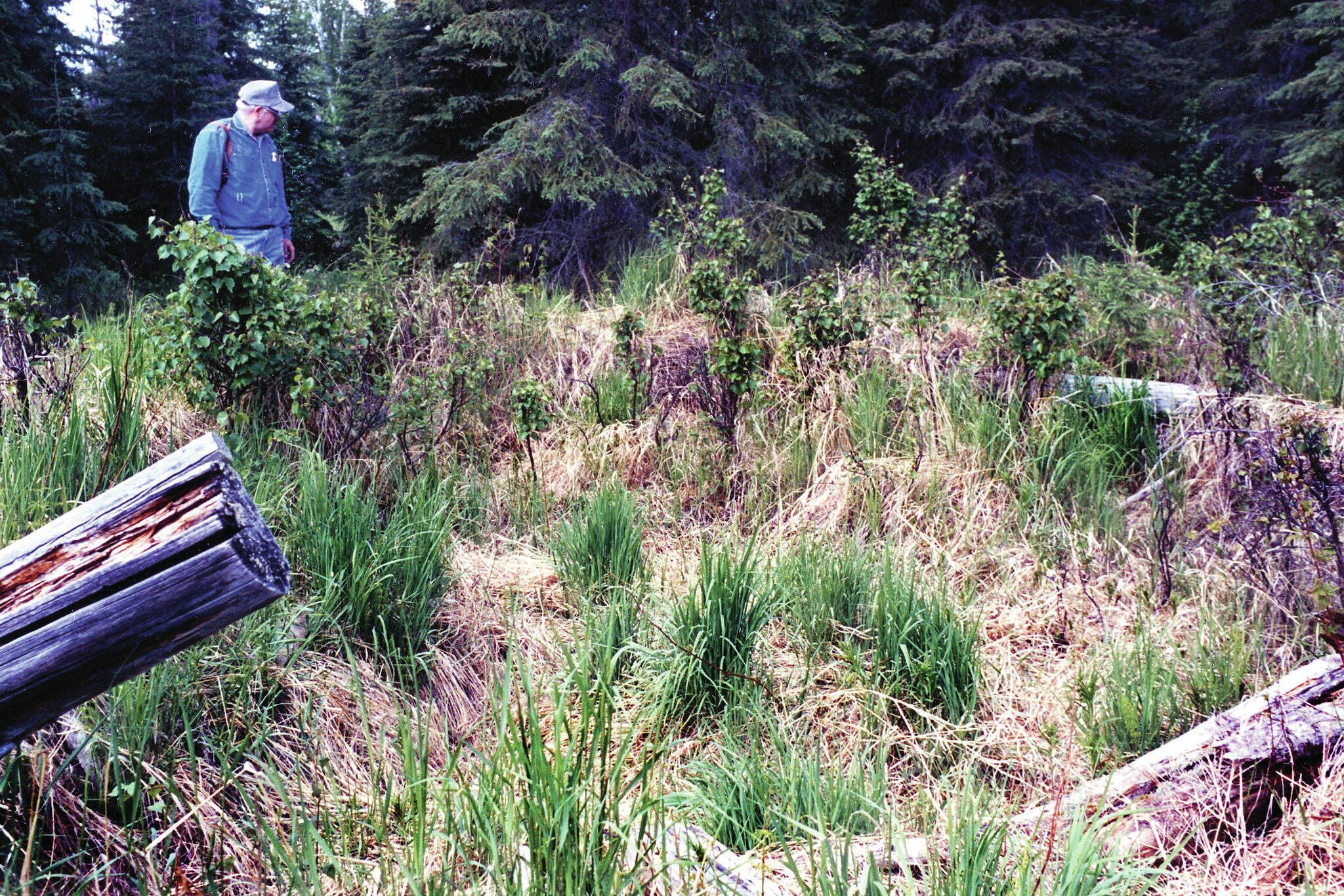 Drew O’Brien explores the ruins of the Kings County Mining Company’s cabin near Skilak Lake, circa 1999, about a century after it was constructed alongside a then-unnamed stream. (Photo by Clark Fair)