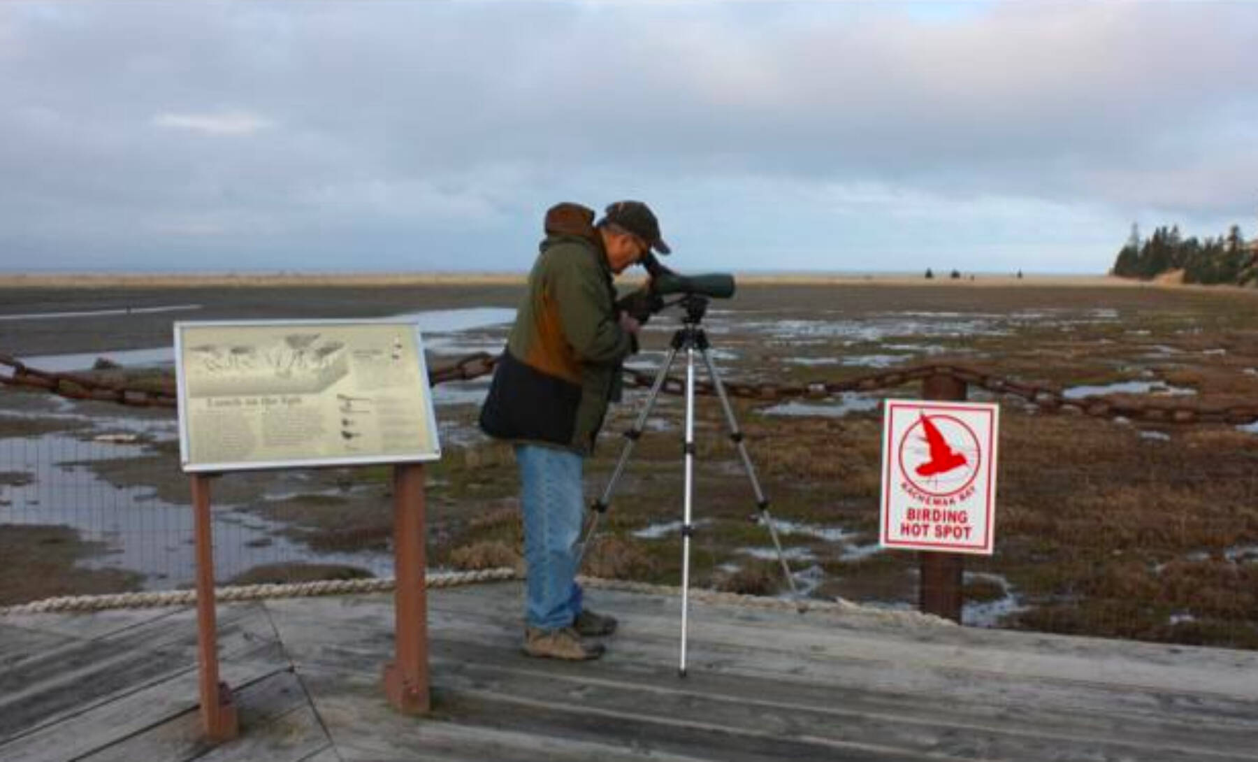 Organizer George Matz monitors shorebirds at the former viewing platform at Mariner Park Lagoon. The platform no longer exists, after being removed by landowner Doyon during the development of the area. (Photo courtesy of Kachemak Bay Birders)
