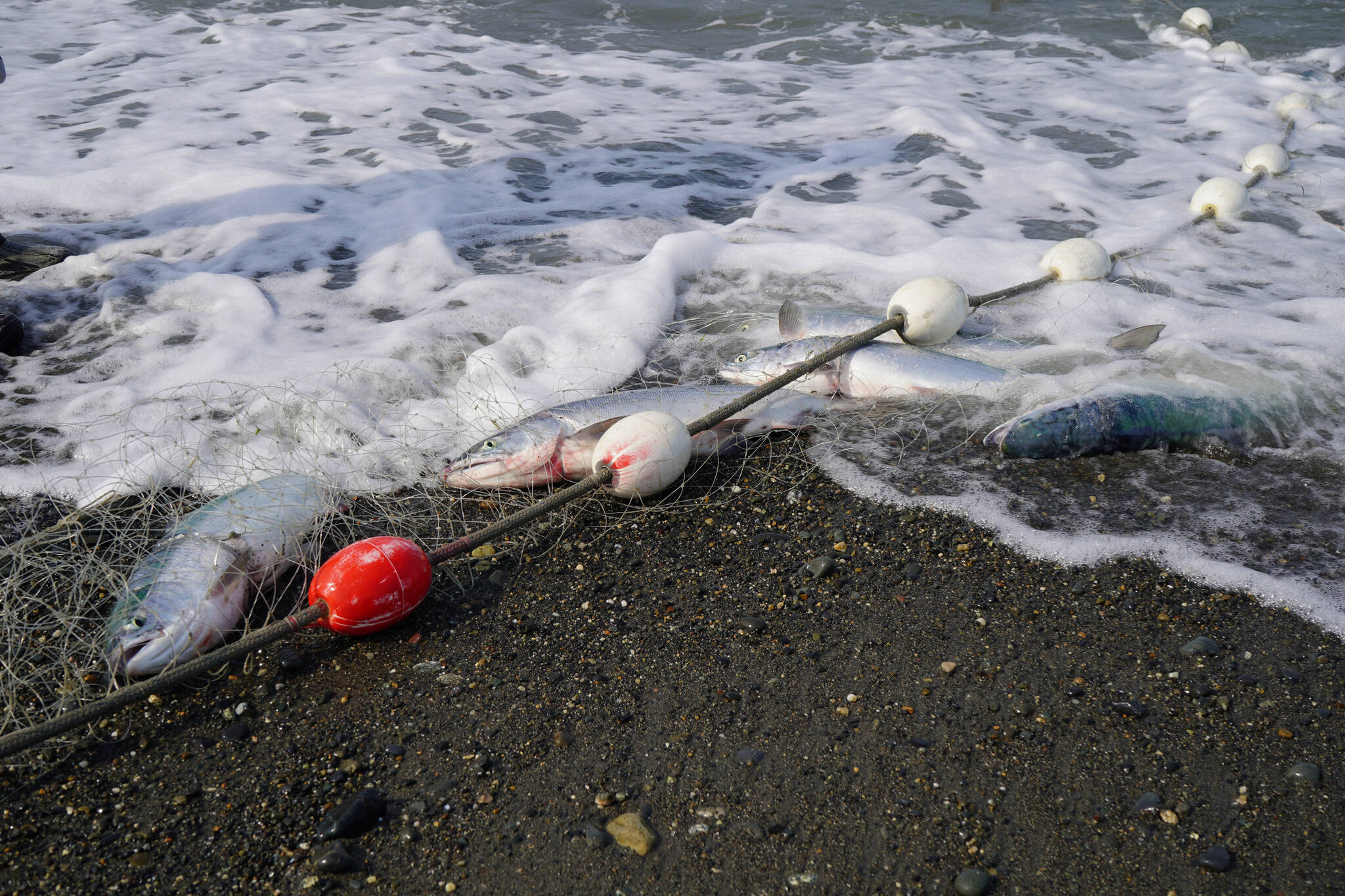 Sockeye salmon caught in a set gillnet are dragged up onto the beach at a test site for selective harvest setnet gear in Kenai, Alaska, on Tuesday, July 25, 2023. (Jake Dye/Peninsula Clarion)