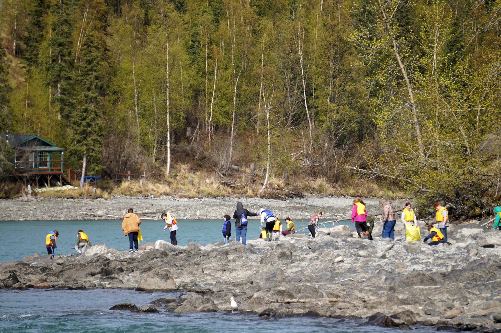Sterling Elementary School students collect trash from the banks of the Kenai River near Bing’s Landing in Sterling, Alaska, during the 10th Annual Kenai River Spring Cleanup on Wednesday, May 14, 2025. (Jake Dye/Peninsula Clarion)