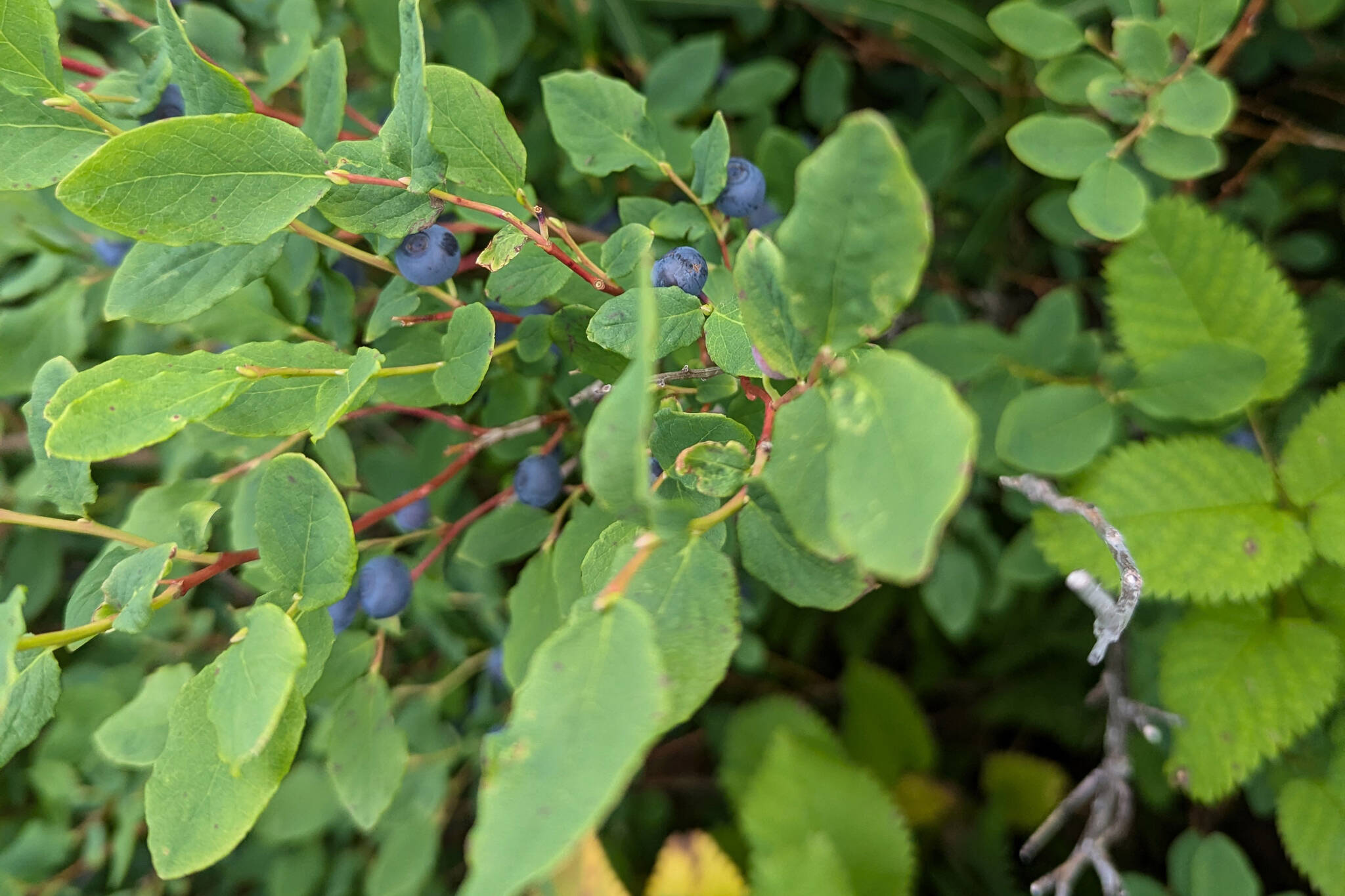 Blueberries are photographed in Cooper Landing, Alaska, in August 2024. (Photo by Erin Thompson/Peninsula Clarion)