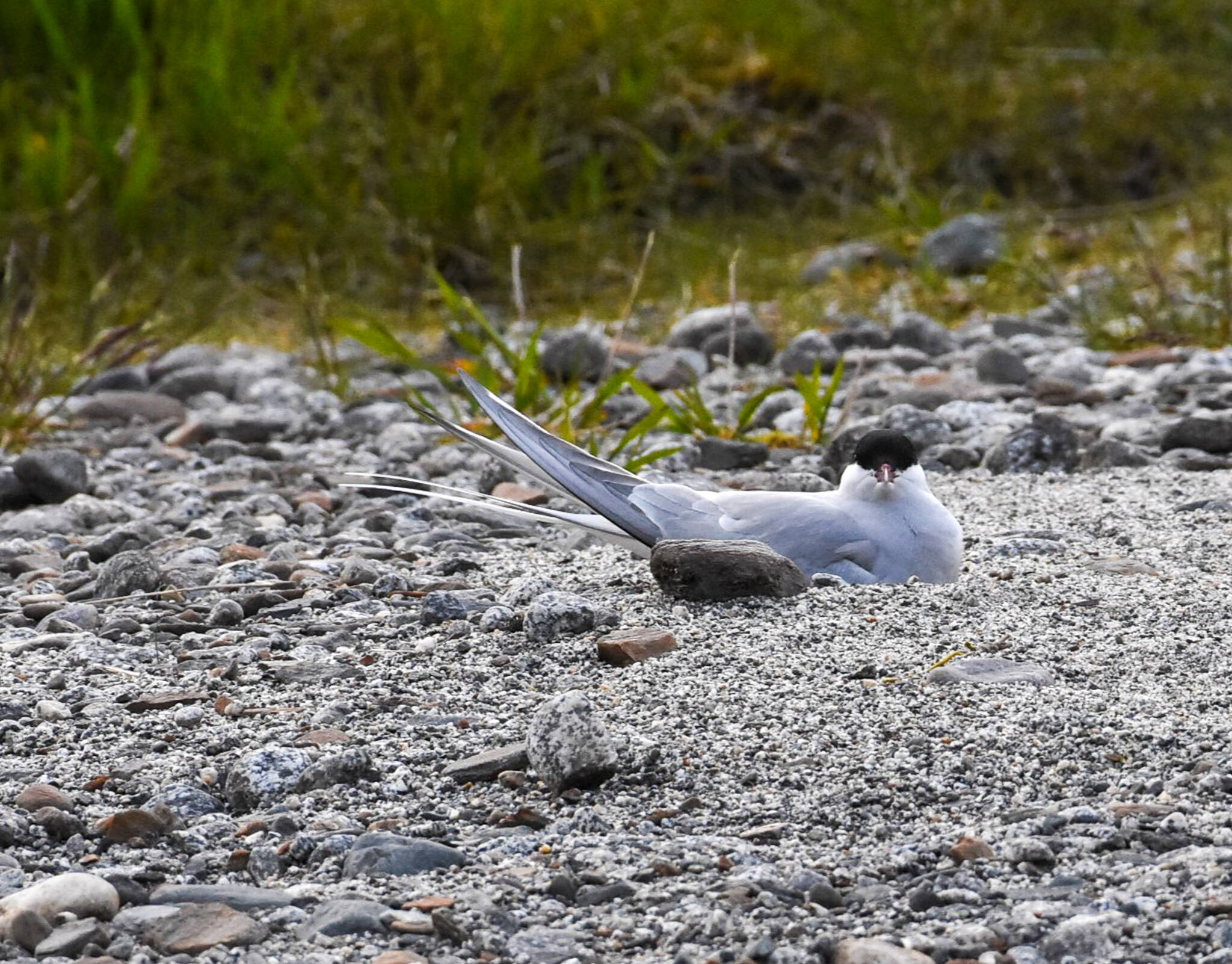 Photo courtesy of Gwen Baluss
An Arctic tern sits at its nesting site at the Mendenhall Glacier Recreation Area on Sunday, May 18, 2025.