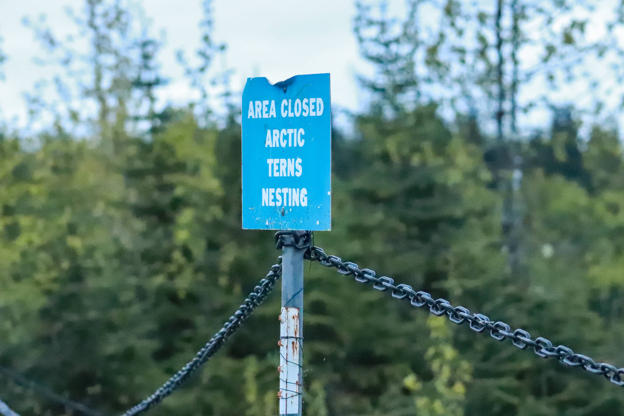 Jasz Garrett / Juneau Empire
Chains and signs protect the Arctic tern nesting site at the Mendenhall Glacier Recreation Area on Thursday, May 23, 2025.