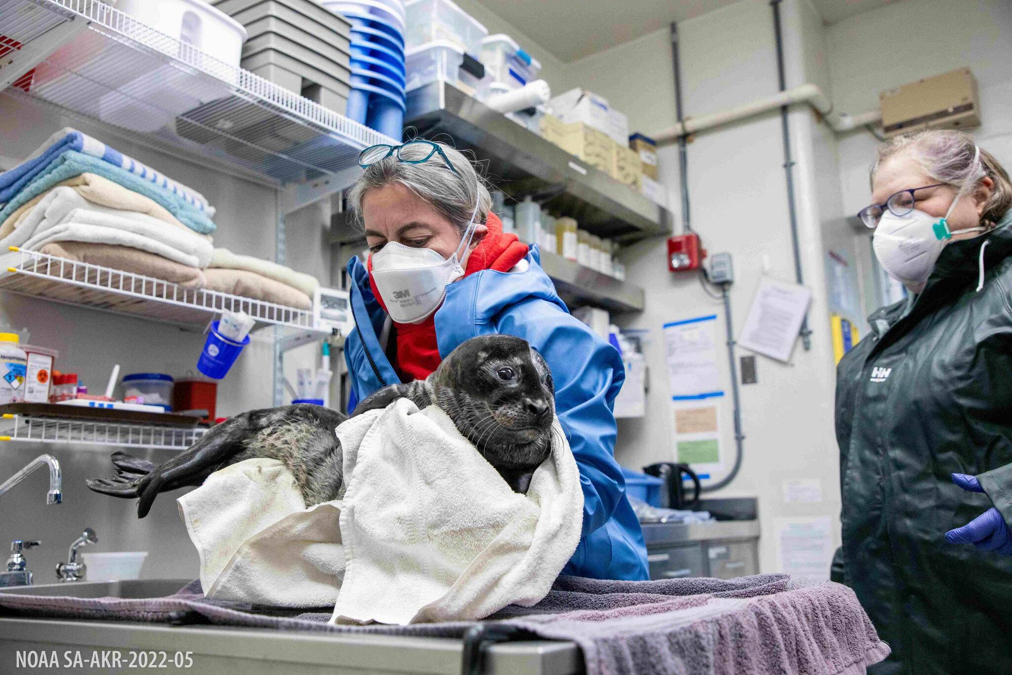 A harbor seal pup rescued near Kenai is treated at the Alaska SeaLife Center in Seward, Alaska. (Photo courtesy Kaiti Grant/Alaska SeaLife Center)