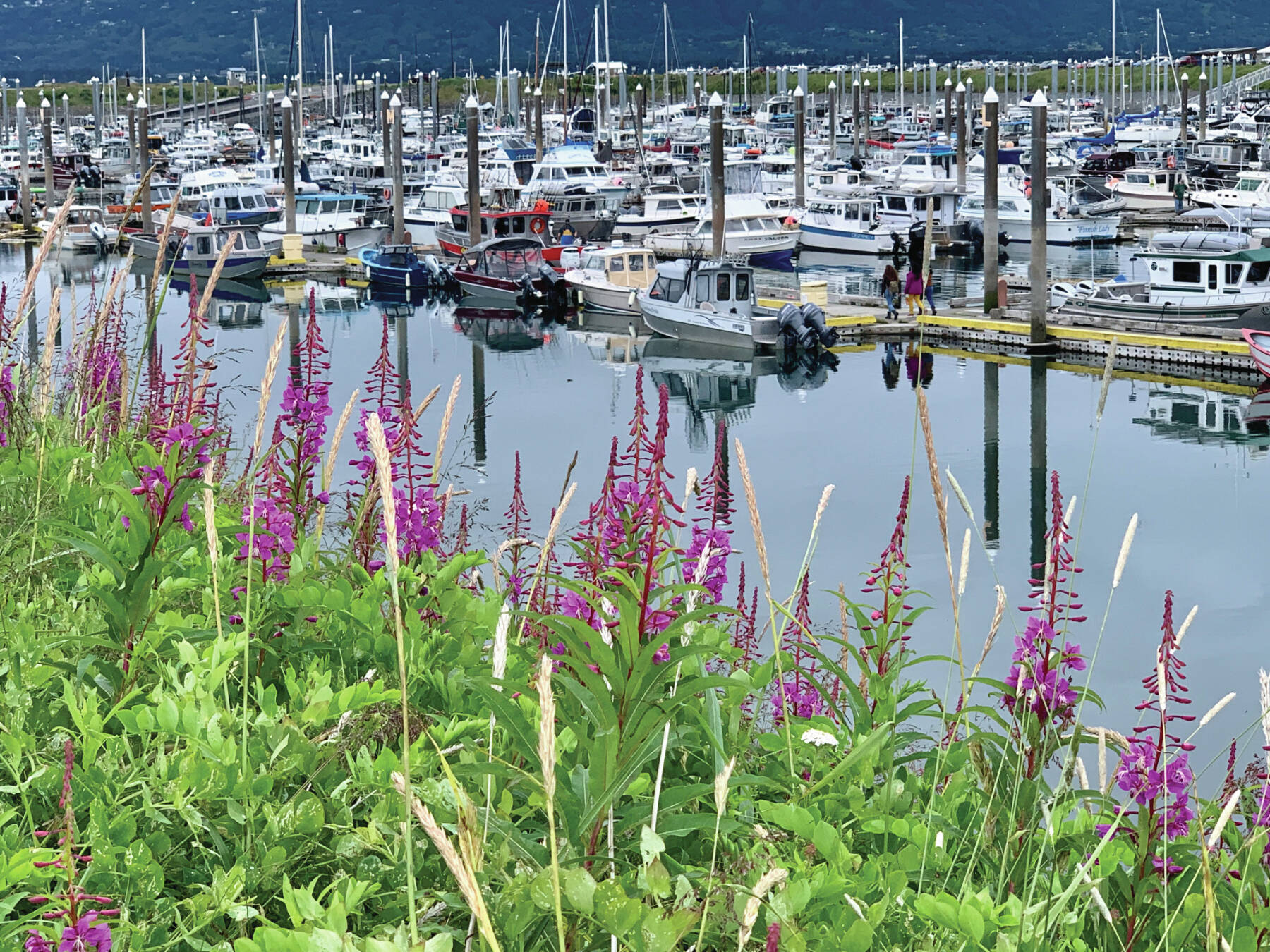 Fireweed blooms along the Homer Spit walking path by the Homer Harbor on Wednesday, Aug. 2, 2023 in Homer, Alaska. Photo by Christina Whiting