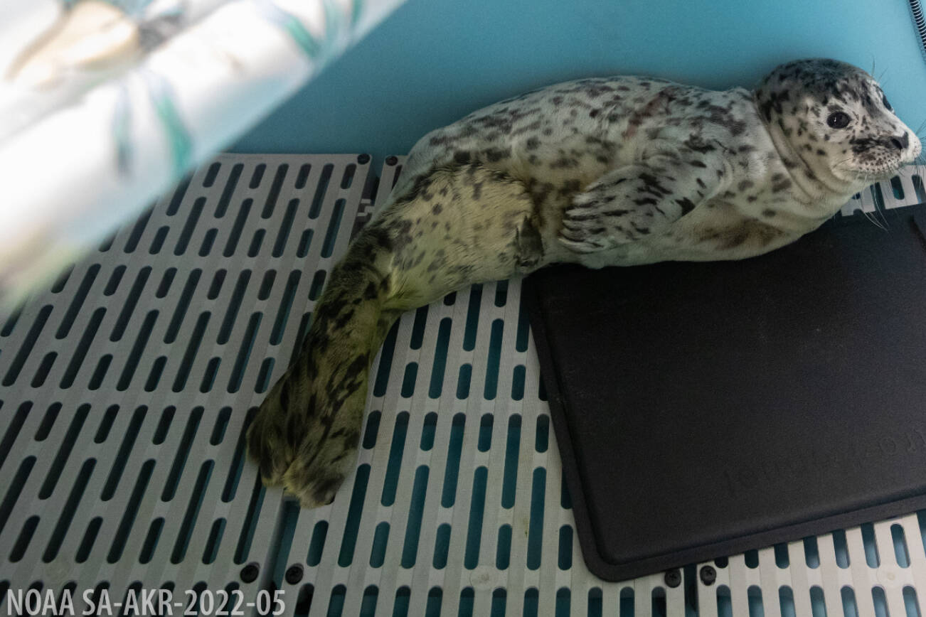 A harbor seal pup found May 31, 2025, on a beach in Homer, Alaska, is photographed after being taken into custody by Alaska SeaLife Center’s Wildlife Response Program. (Photo courtesy of Kaiti Grant, Alaska SeaLife Center)