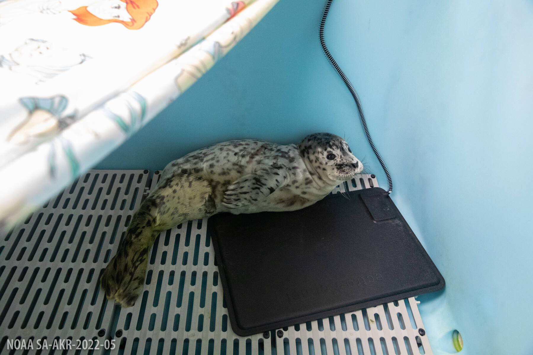 A harbor seal pup found May 31, 2025, on a beach in Homer, Alaska, is photographed after being taken into custody by Alaska SeaLife Center’s Wildlife Response Program. (Photo courtesy of Kaiti Grant, Alaska SeaLife Center)
