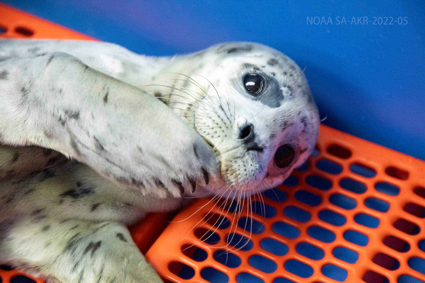 Seal pup PV2511 poses for a photograph on June 14 at the Alaska Sealife Center in Seward. She was rescued at the site of a “popular fishing spot” in Homer on June 12. (Photo courtesy of ASLC)