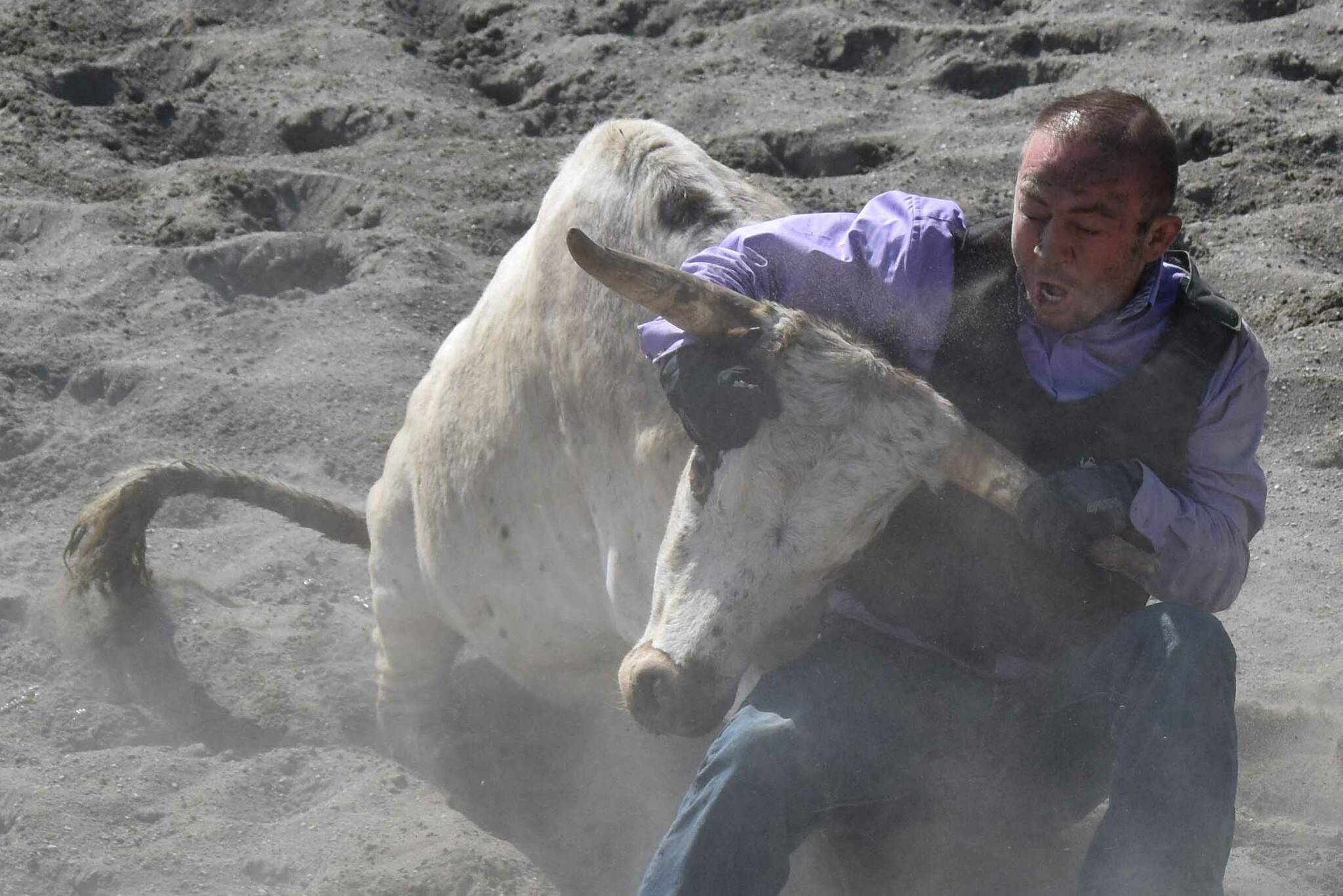 Soldotna's Beau Johnson competes in Chute Dogging on Saturday, June 28, 2025, in the second Soldotna Equestrian Association rodeo of the year at the Soldotna Rodeo Grounds in Soldotna, Alaska. (Photo by Jeff Helminiak/Peninsula Clarion)