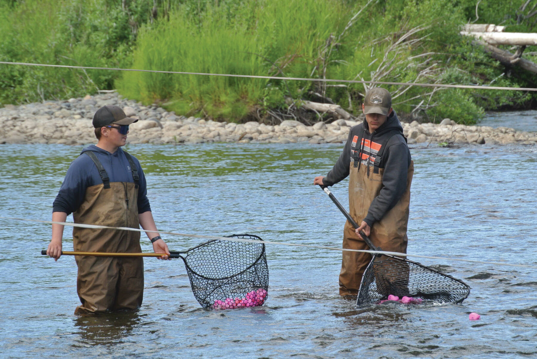 Volunteers scoop up ducks at the finish line during the annual Anchor River Duck Races on Saturday, July 5, in Anchor Point.