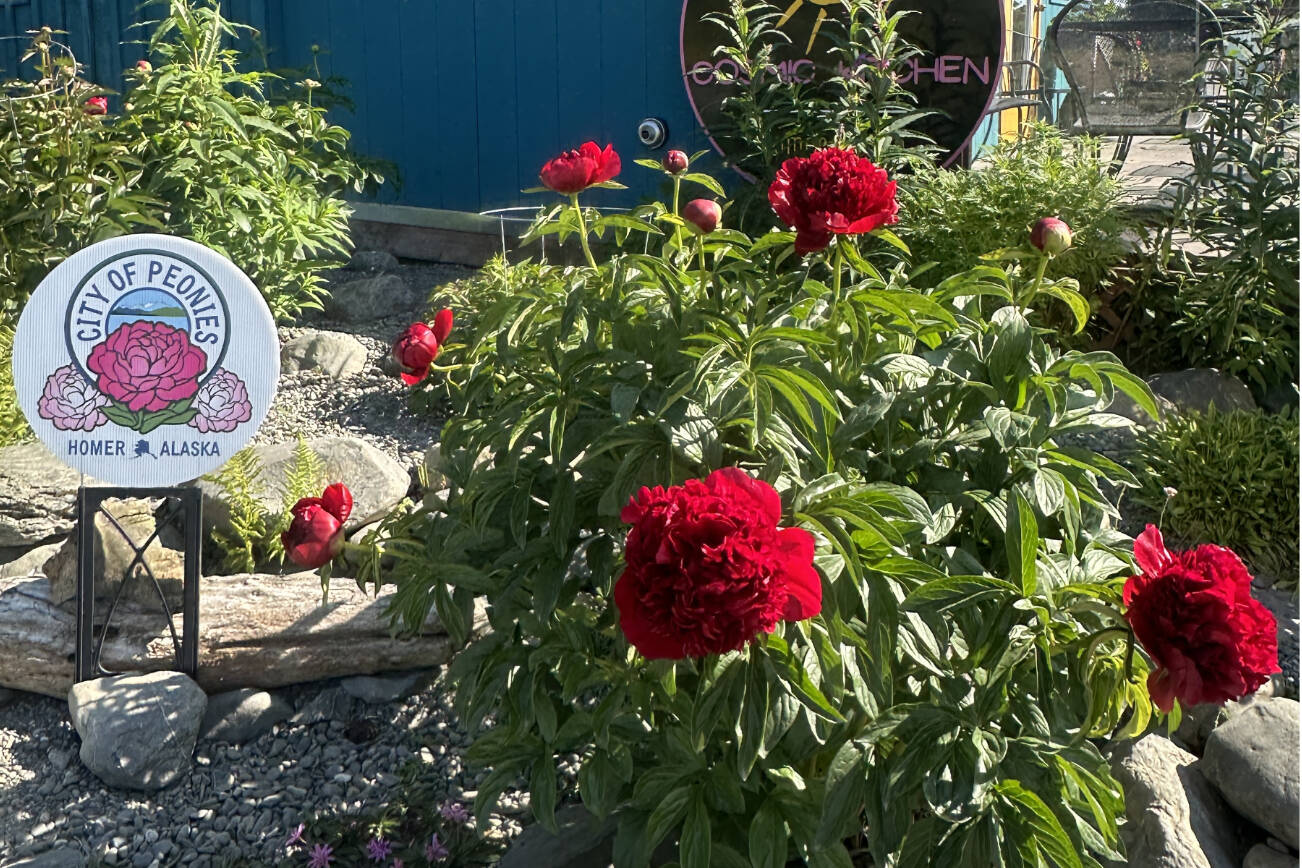 Peonies bloom on Friday, July 4, 2024, in the garden beside Cosmic Kitchen on Pioneer Avenue in Homer, Alaska. Photo by Christina Whiting