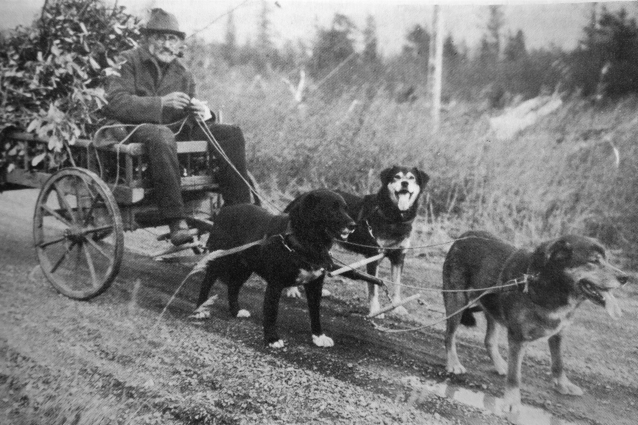 This is the most famous photograph of Steve Melchior, as a copy of it resides in the Anchorage Museum of History and Art. The Melchior family owns a very similar photograph, with a note in pencil from Steve Melchior on the back. The note, written for family members back in Germany in the late 1920s when Melchior was suffering from rheumatism, says, “That is the only way I can get out because my legs won’t walk anymore. I don’t like driving a car, and the dogs take me wherever I want to go. The one in the front is called Bill (in German, Wilhelm), and the one on the left is called Waldman. The black one on the right is called Nick or Nikolaus. Three good, loyal workers, my bodyguard.”