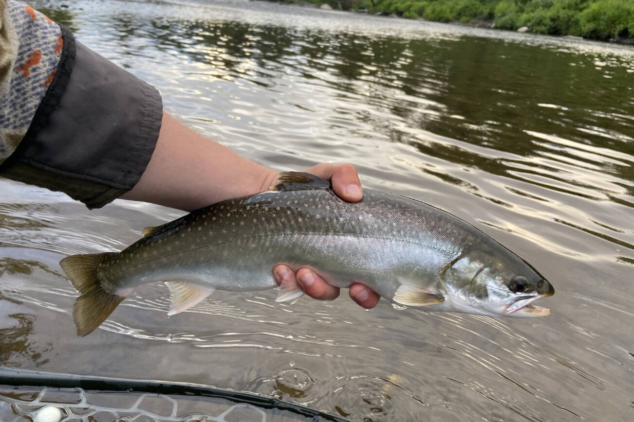 An angler holds up a dolly varden for a photograph on Wednesday, July 16, 2025. (Photo courtesy of Koby Etzwiler)