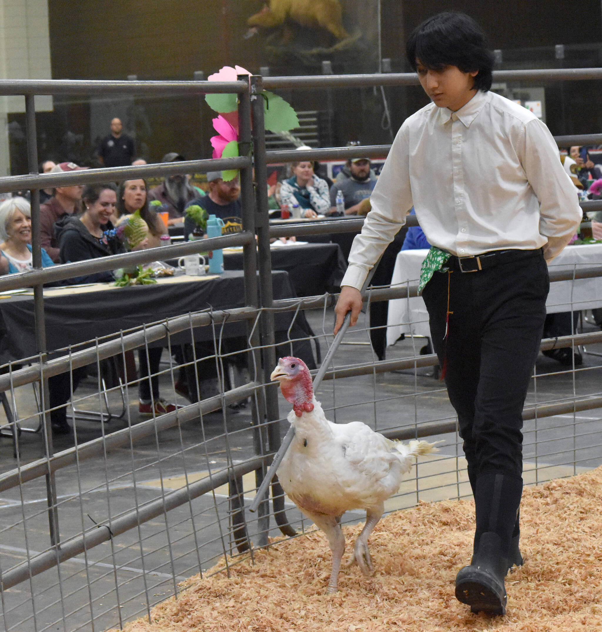 Xiling Tanner displays his Community Service Turkey at the Junior Market Livestock Auction at the Kenai Peninsula District 4-H Agriculture Expo on Saturday, July 27, 2025, at the Soldotna Regional Sports Complex in Soldotna, Alaska. (Photo by Jeff Helminiak/Peninsula Clarion)