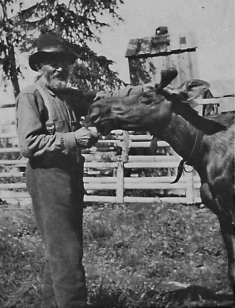 Steve Melchior feeds a young bull on his moose ranch along the Kenai River, circa early 1920s. The bull is probably his pet named Tommy. On the back of this photo, which Melchior sent to family members in Germany, he wrote: I chase the flies off his face and ears. The horns are not yet fully grown at this time. (Photo courtesy of the Melchior Family Collection)