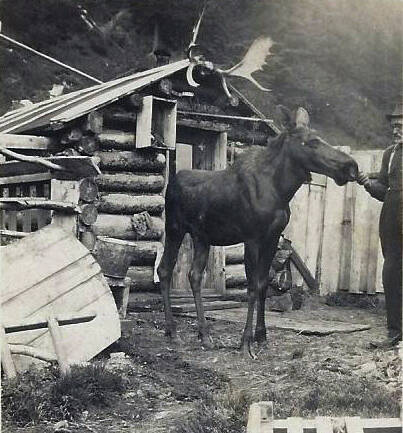 Steve Melchior feeds Elsie in front of his Seward home in Home Brew Alley, circa mid-1920s. On the back of the photo, which he sent to family in Germany, he wrote: “This is taken in my yard. The only moose I have left…. This is a cow. She is very tame and good-natured.” (Photo courtesy of the Melchior Family Collection)
