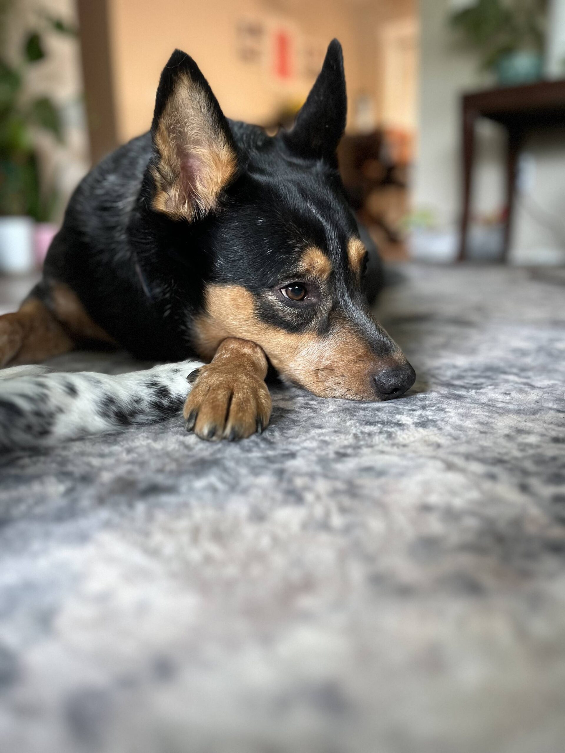 The authors puppy, Ruthie, is seen in this undated photo. (Photo courtesy Meredith Harber)